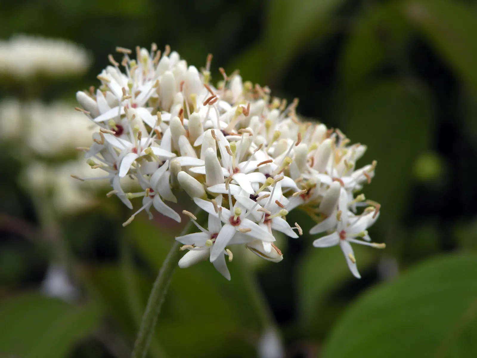 Gray Dogwood (Cornus Racemosa) — which assures longevity and sustainability in a landscape plan
