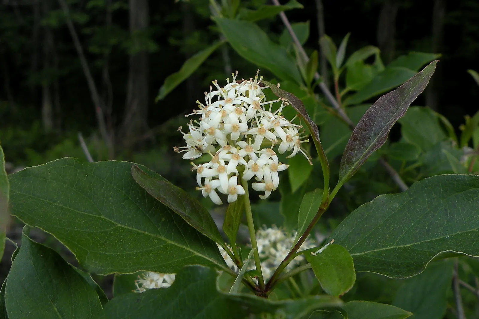 Gray Dogwood (Cornus Racemosa) — Late spring to early summer witnesses the emergence of petite white flowers arranged in dense clusters