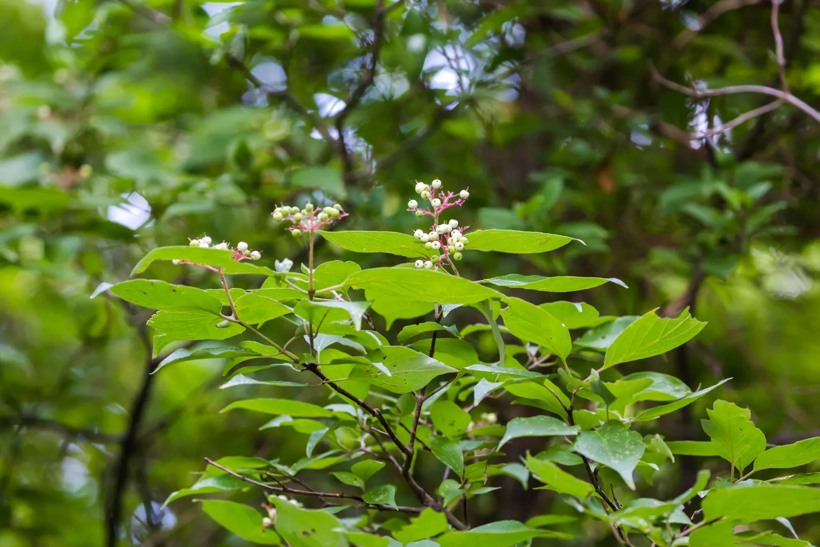 Gray Dogwood (Cornus Racemosa) — Leaves turn purplish-red in fall