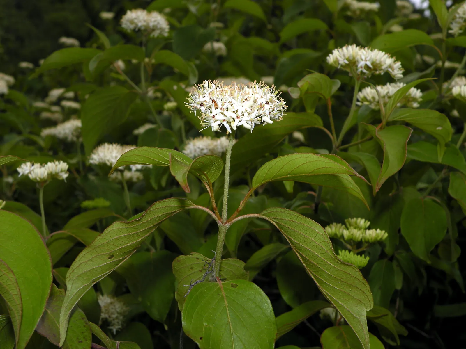 Gray Dogwood (Cornus Racemosa) — especially birds.<br><br>The Gray Dogwood is low maintenance
