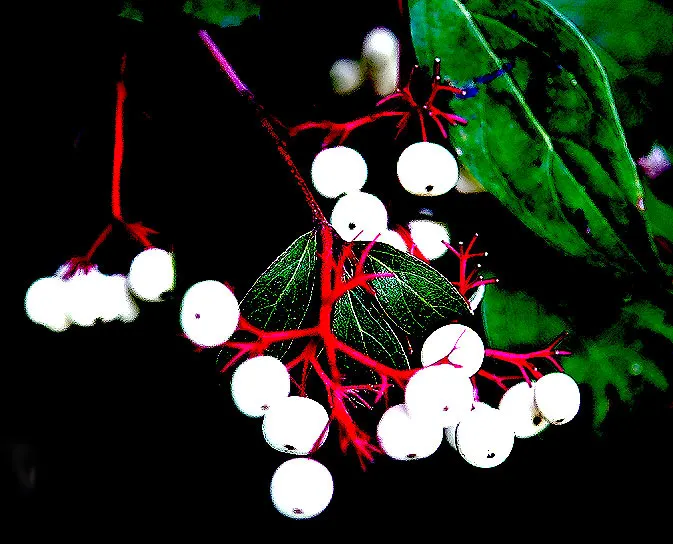 Gray Dogwood (Cornus Racemosa) — though it prefers well-drained loamy soils