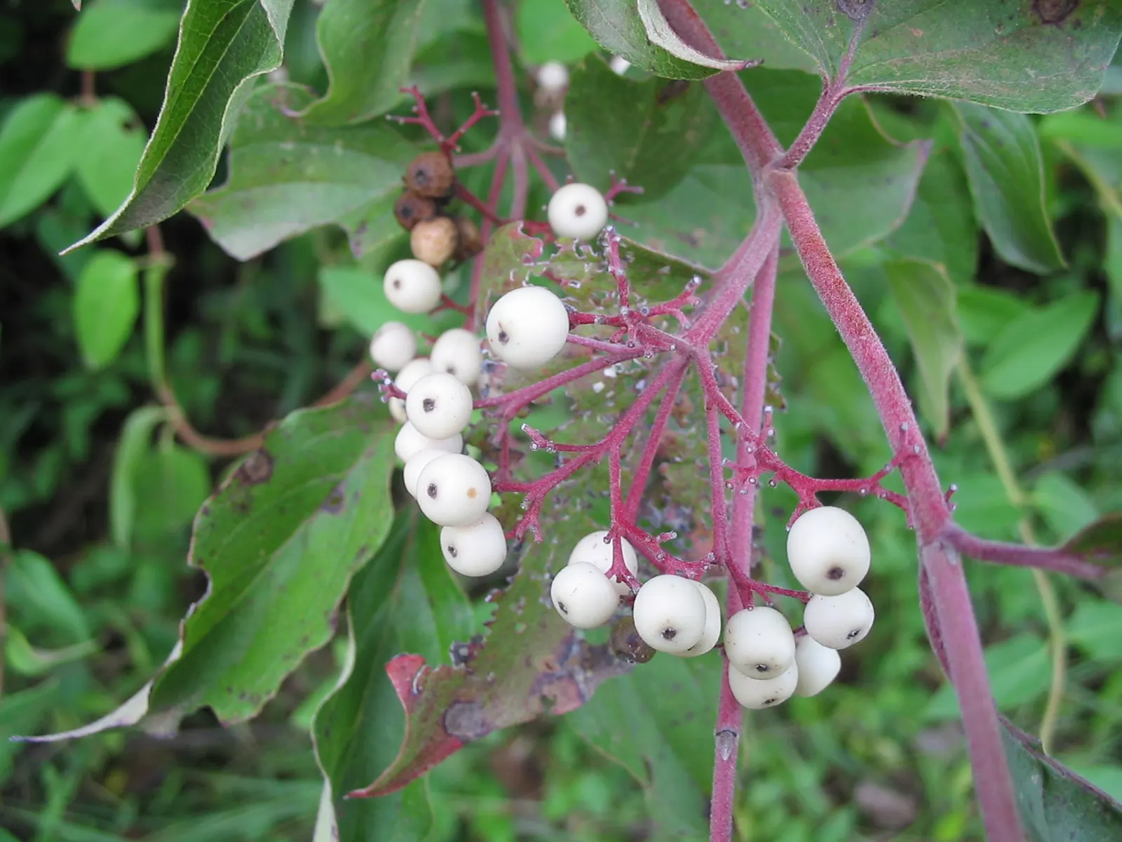 Gray Dogwood (Cornus Racemosa) — Notable for its gray stems