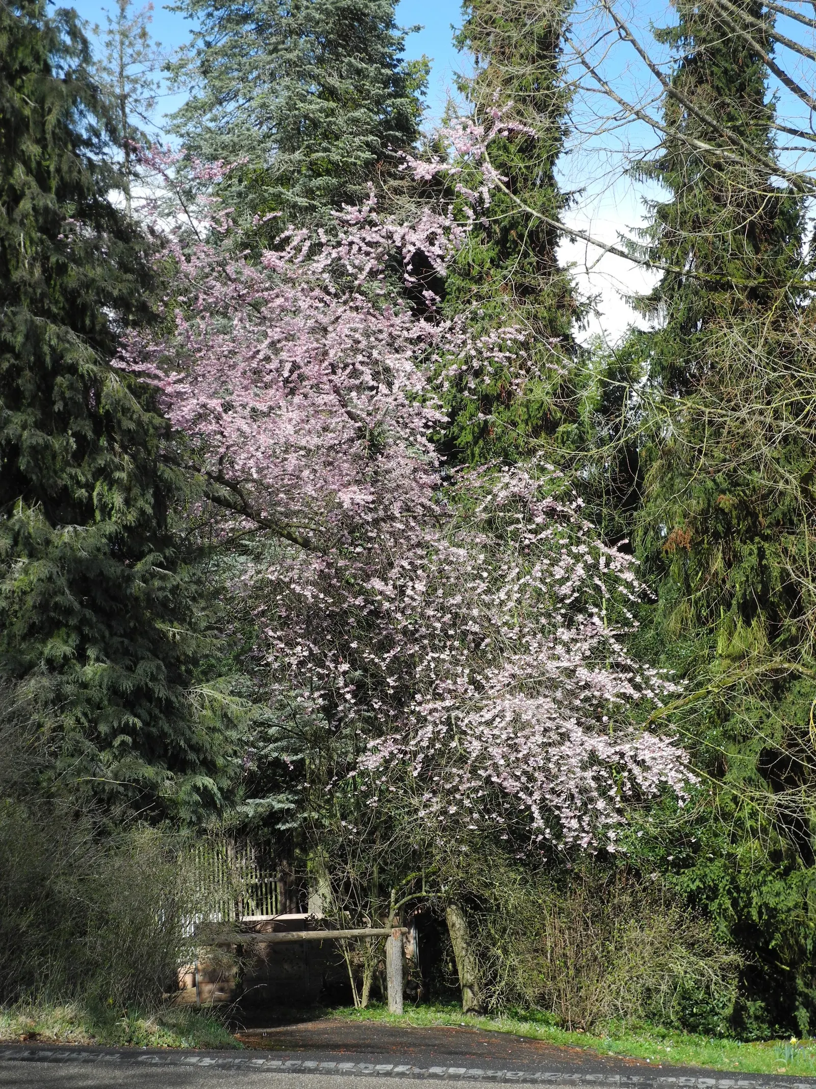 Amanogawa Japanese Flowering Cherry (Prunus Serrulata 'Amanogawa') — The flowers are tightly clustered along the branches