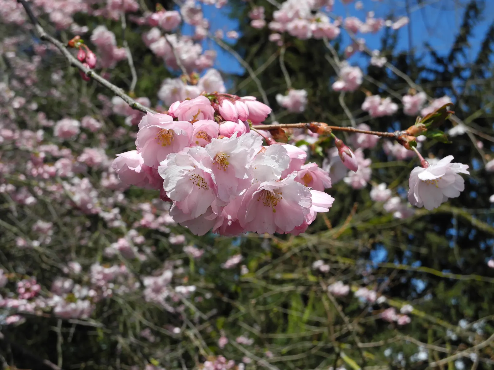Amanogawa Japanese Flowering Cherry (Prunus Serrulata 'Amanogawa') — tree for full