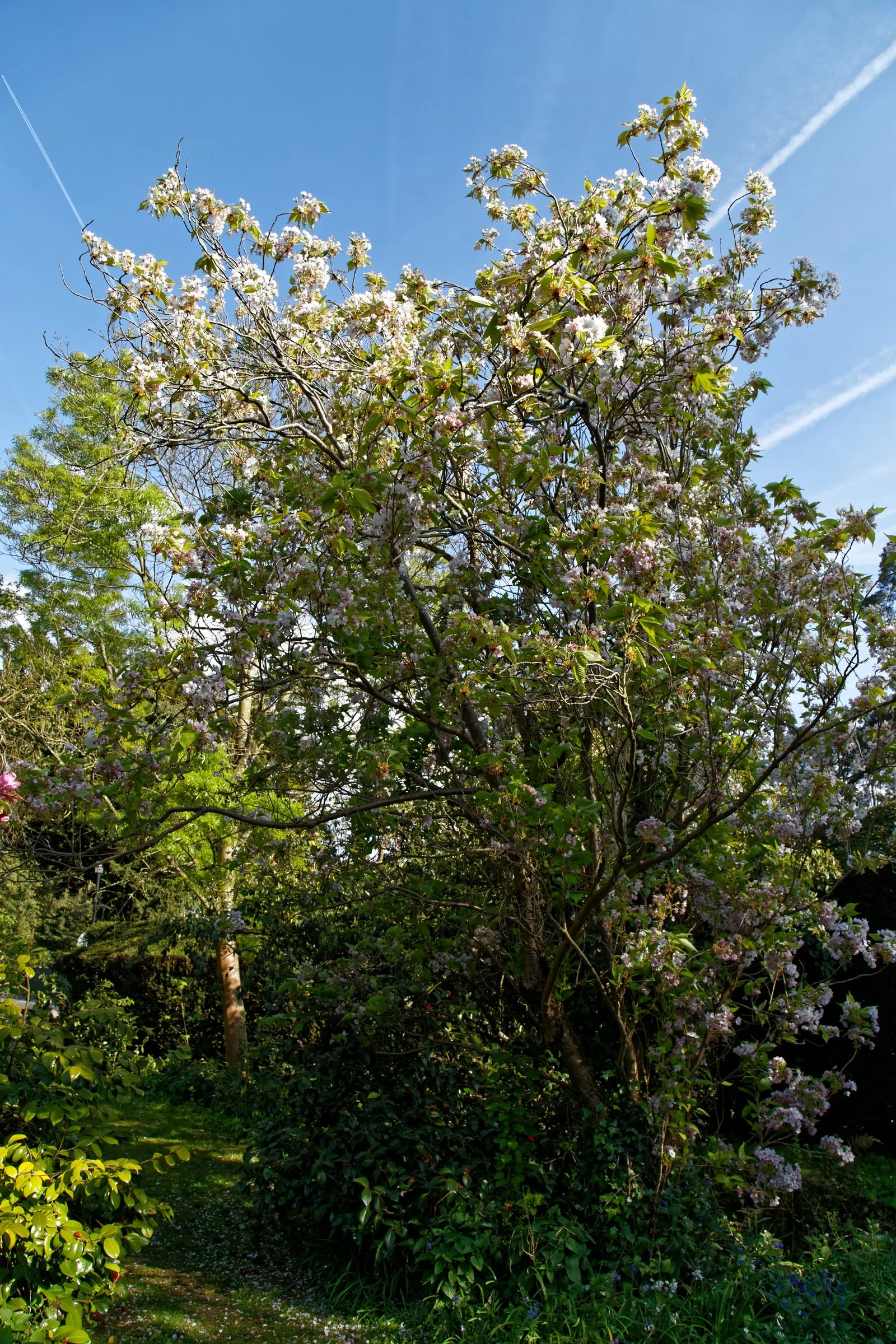Amanogawa Japanese Flowering Cherry (Prunus Serrulata 'Amanogawa') — courtyards or along driveways where its contained habit will not overwhelm the