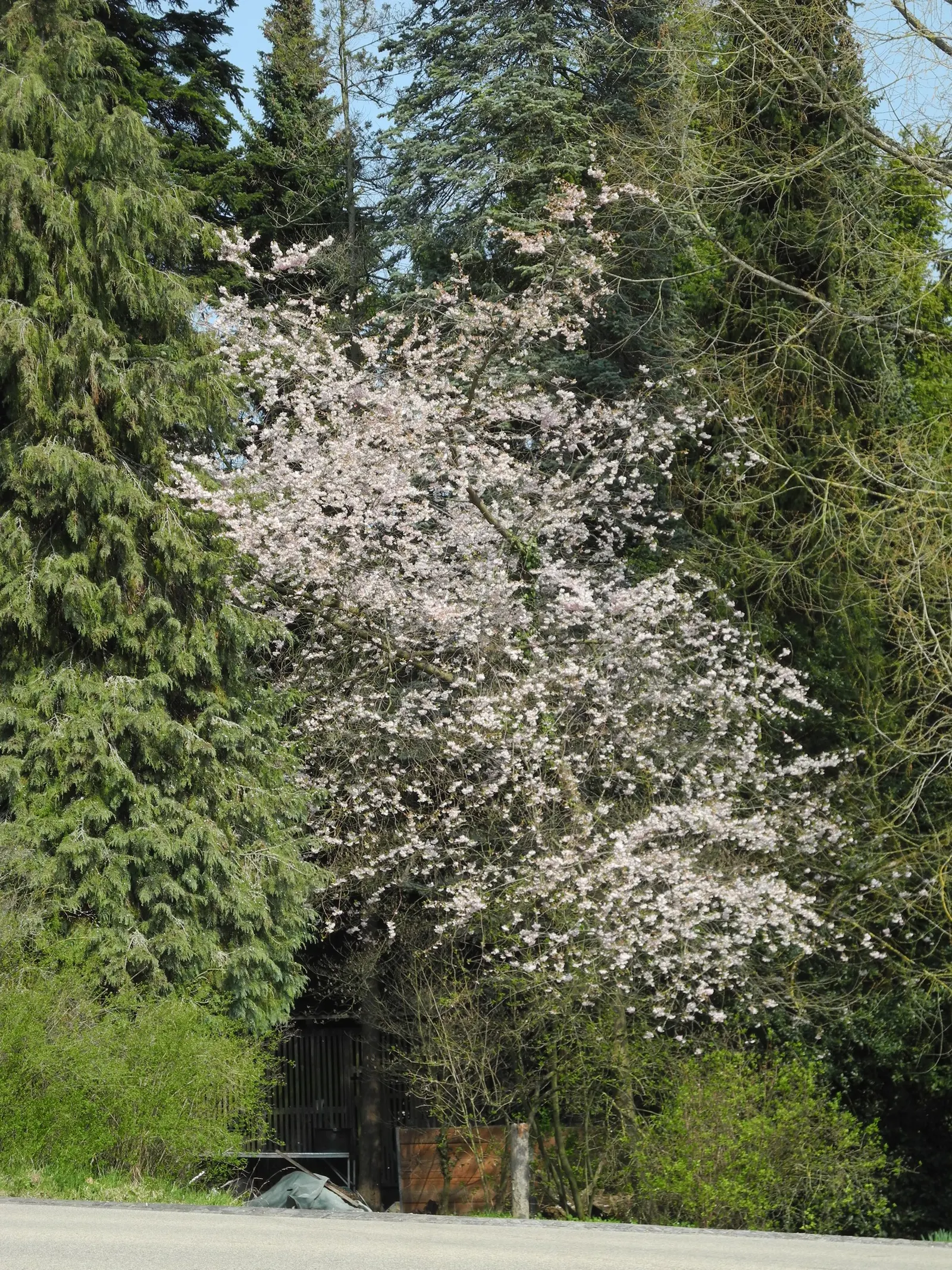 Amanogawa Japanese Flowering Cherry (Prunus Serrulata 'Amanogawa') — courtyards or along driveways where its contained habit will not overwhelm the, image 37