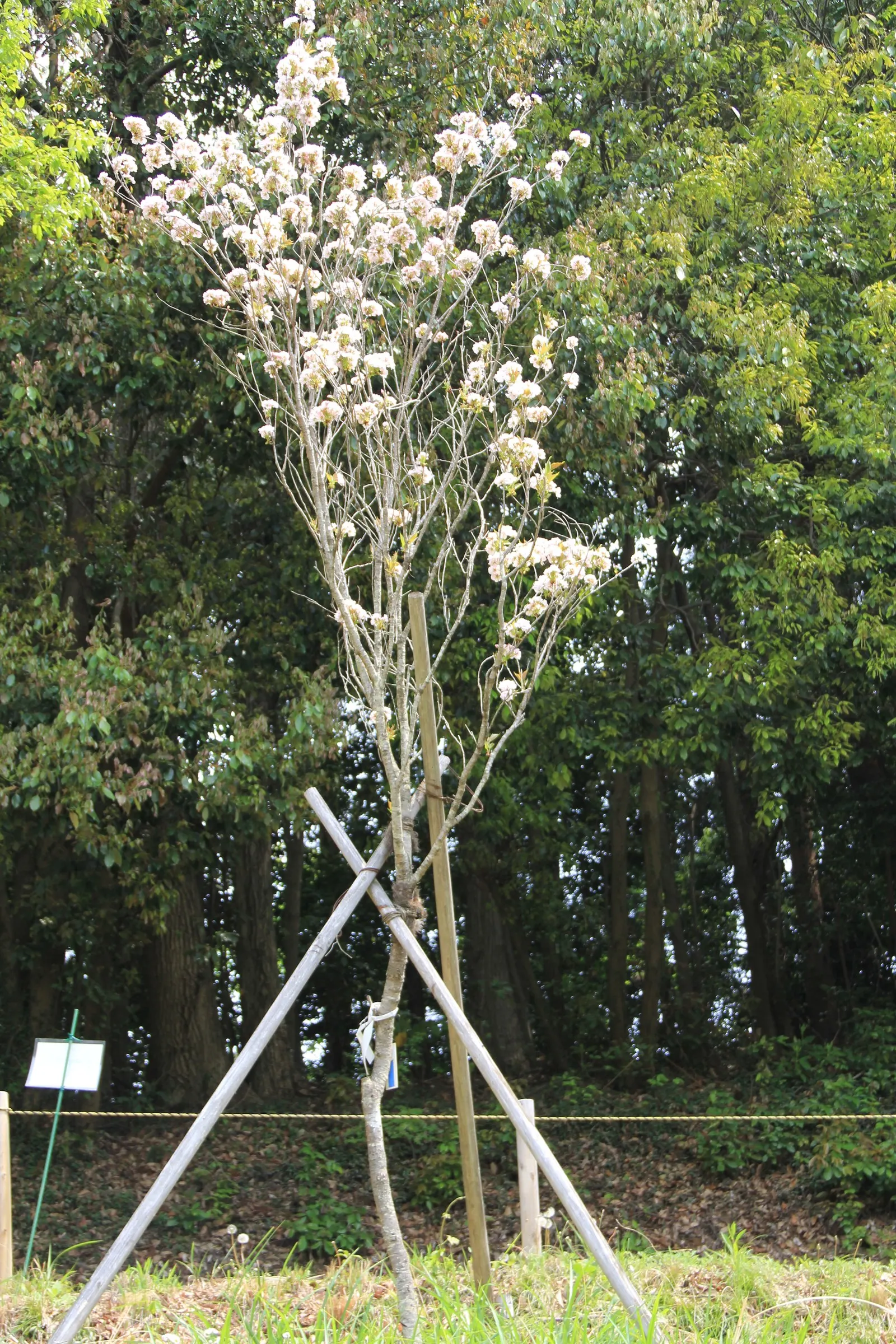 Amanogawa Japanese Flowering Cherry (Prunus Serrulata 'Amanogawa') — this cherry tree typically reaches a mature height of 20 to 25 feet with a spread of just