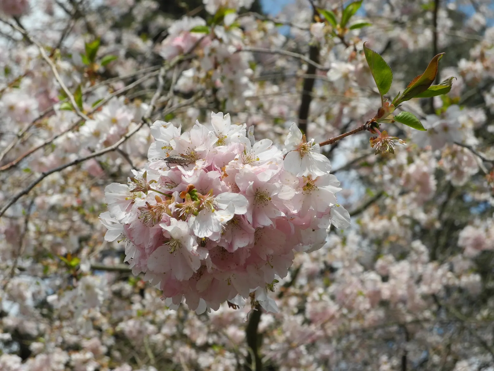 Amanogawa Japanese Flowering Cherry (Prunus Serrulata 'Amanogawa') — this cherry tree typically reaches a mature height of 20 to 25 feet with a, image 35