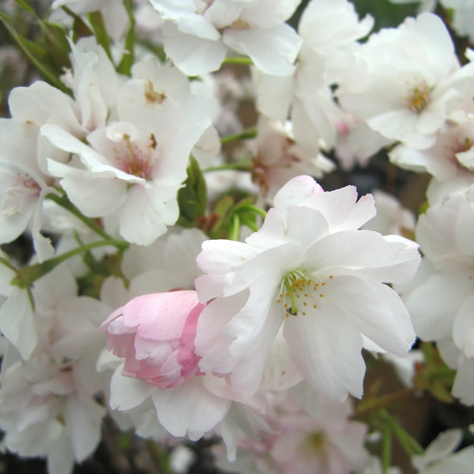 Amanogawa Japanese Flowering Cherry (Prunus Serrulata 'Amanogawa') — enhancing its year-round appeal