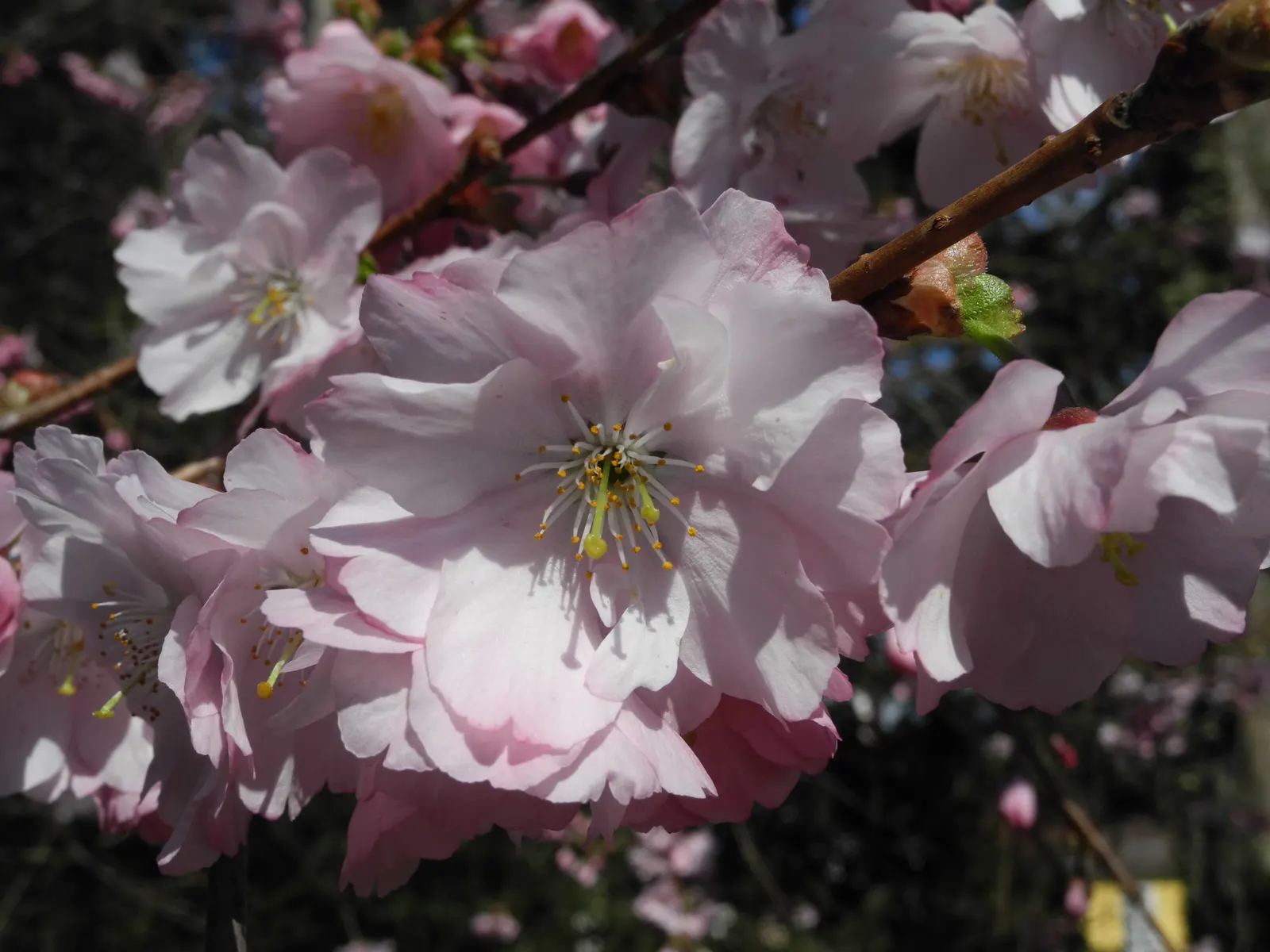 Amanogawa Japanese Flowering Cherry (Prunus Serrulata 'Amanogawa') — Renowned for its narrowly columnar form
