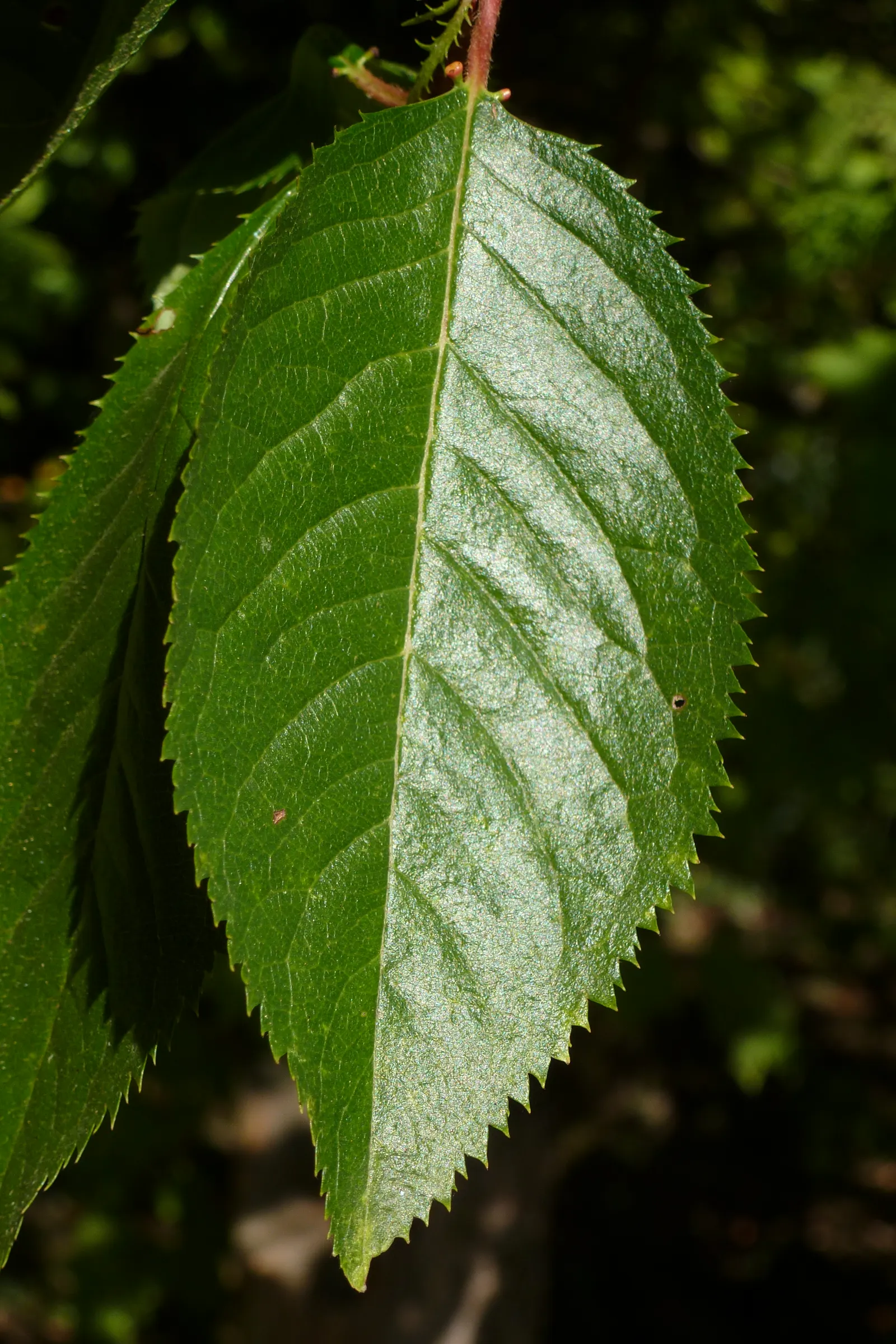 Amanogawa Japanese Flowering Cherry (Prunus Serrulata 'Amanogawa') — Renowned for its narrowly columnar form; this cherry tree typically reaches a mature