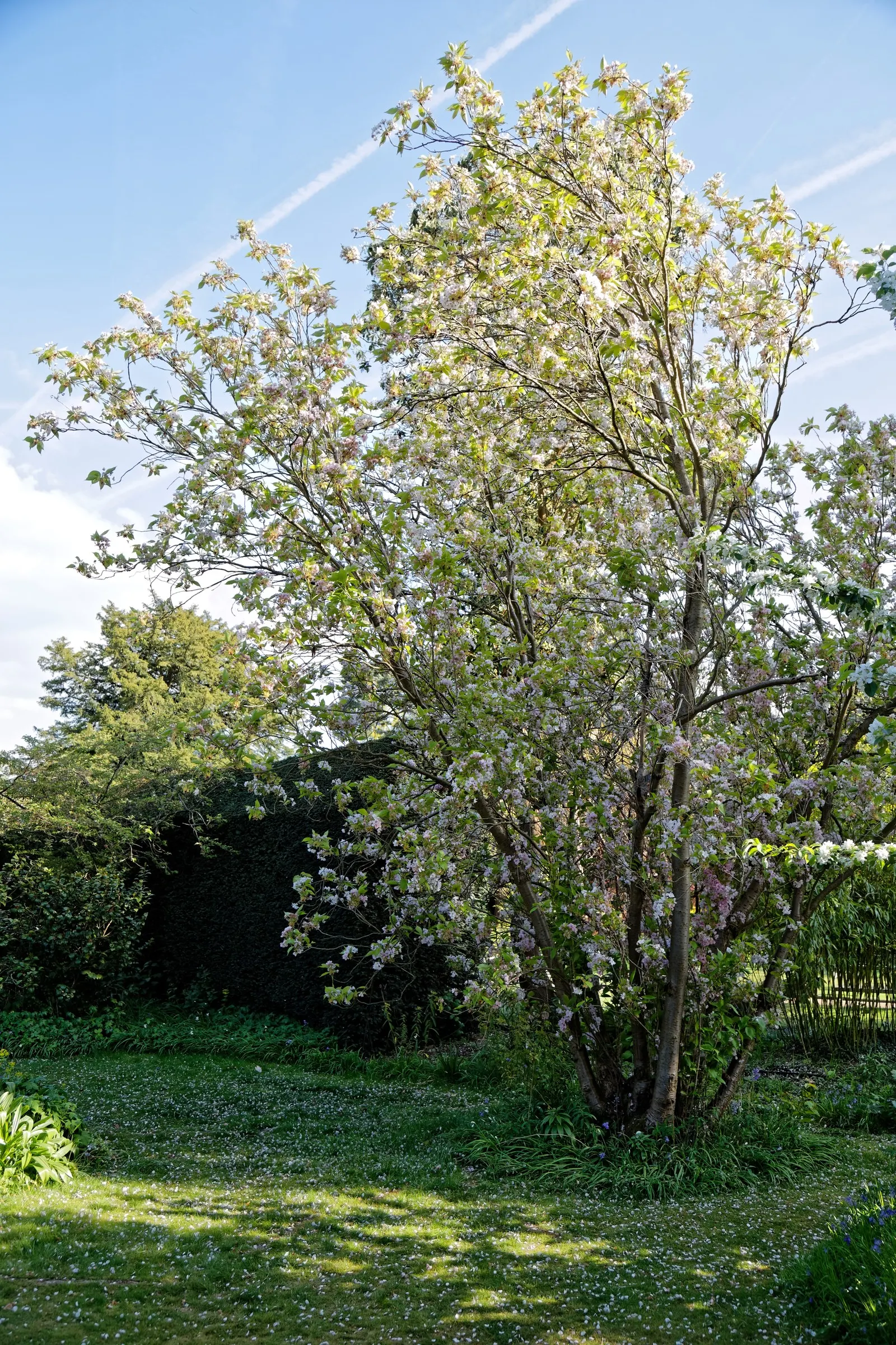 Amanogawa Japanese Flowering Cherry (Prunus Serrulata 'Amanogawa') — pink flowers in the garden
