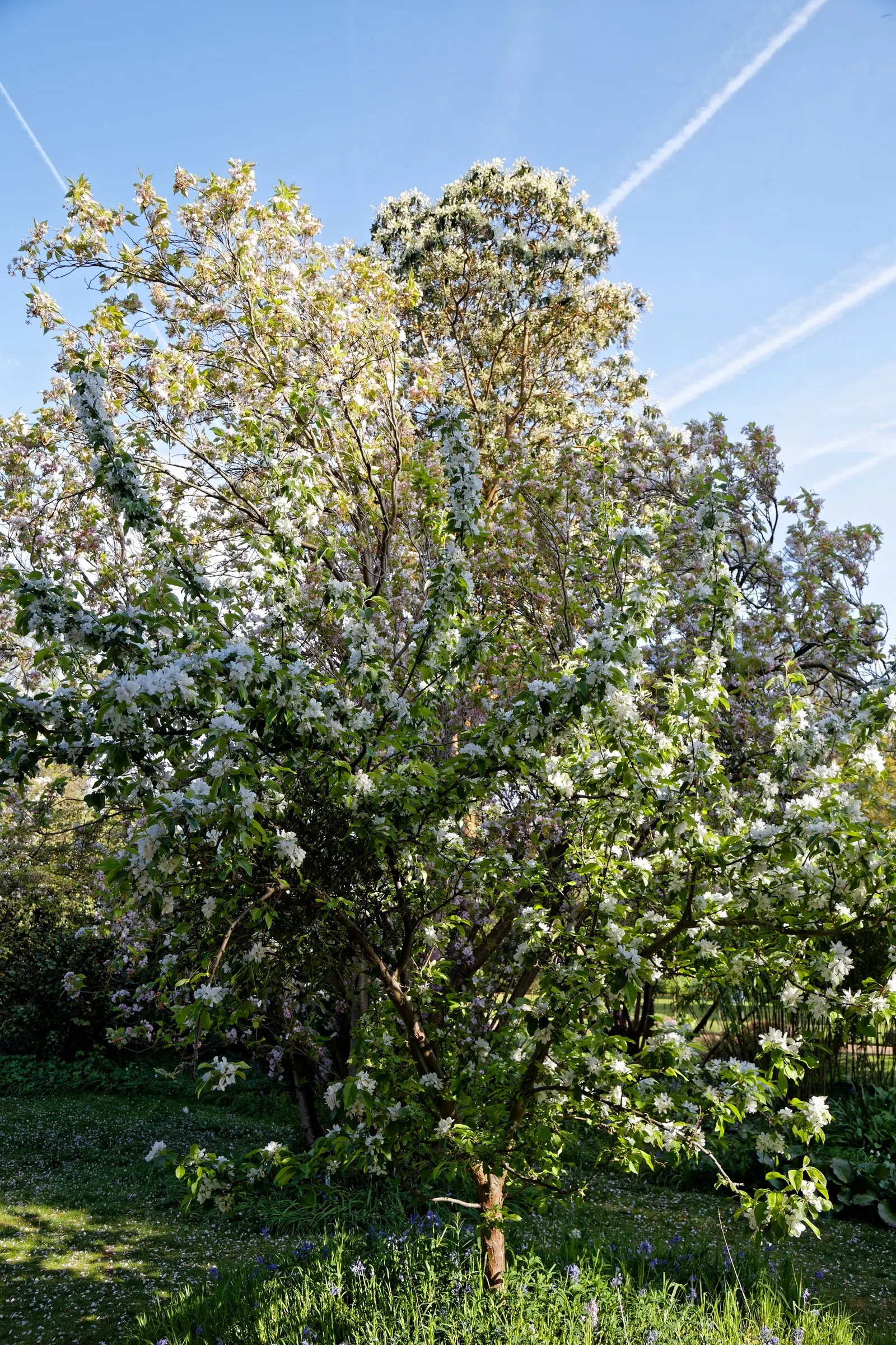 Amanogawa Japanese Flowering Cherry (Prunus Serrulata 'Amanogawa') — and while it is relatively low-maintenance
