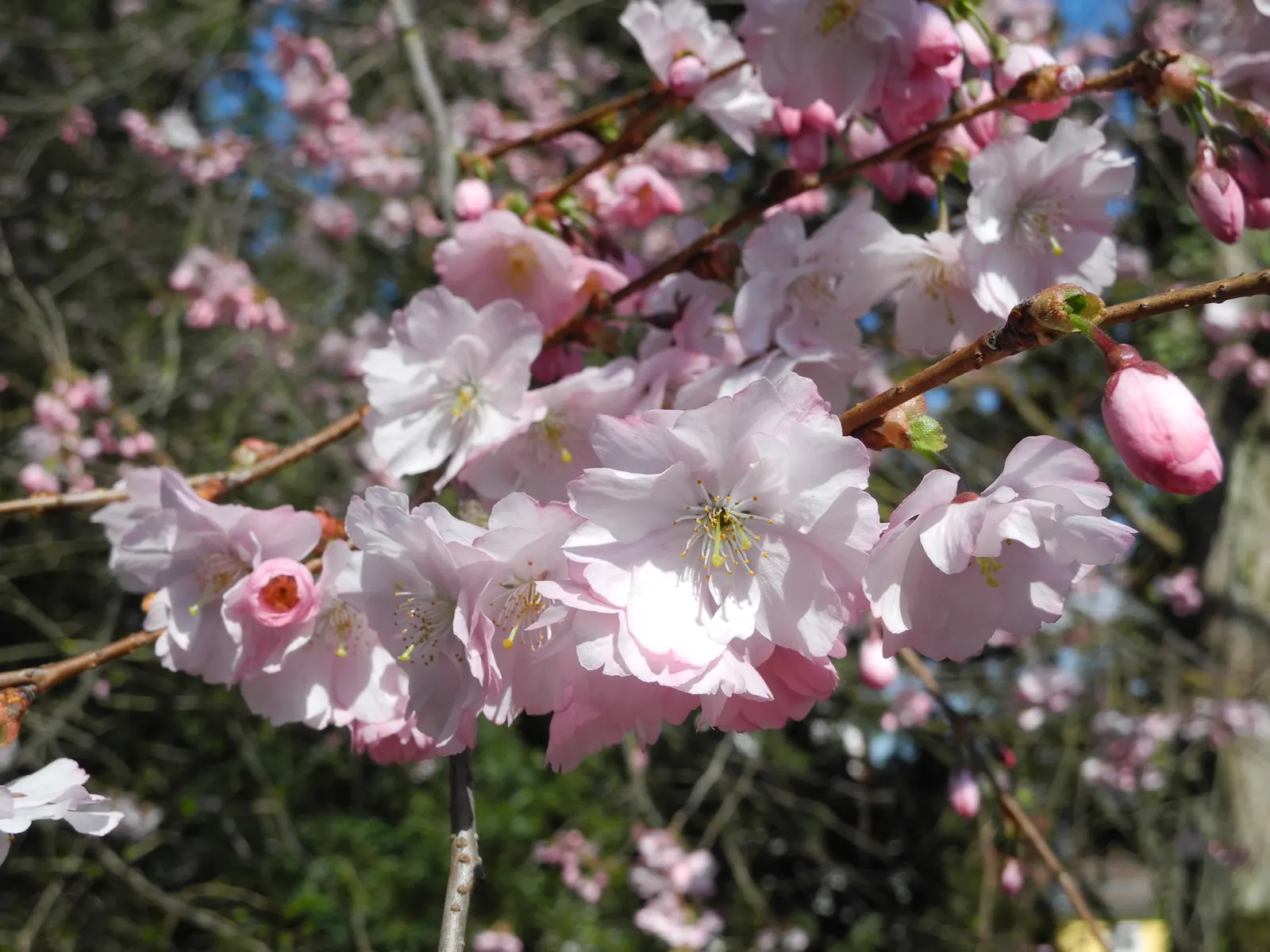 Amanogawa Japanese Flowering Cherry (Prunus Serrulata 'Amanogawa') — It is hardy in USDA zones 5 through 8 and has moderate drought tolerance once, image 41