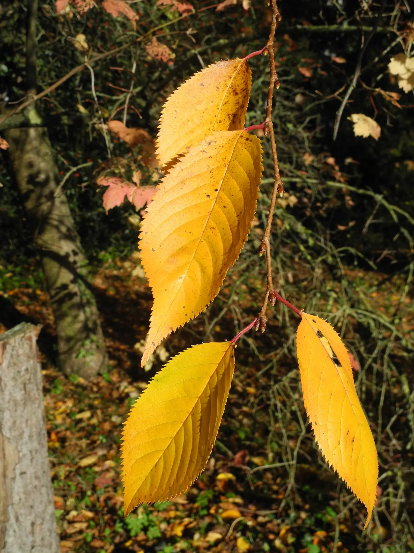 Amanogawa Japanese Flowering Cherry (Prunus Serrulata 'Amanogawa') — Its leaves transition from green to striking shades of orange and red in the fall