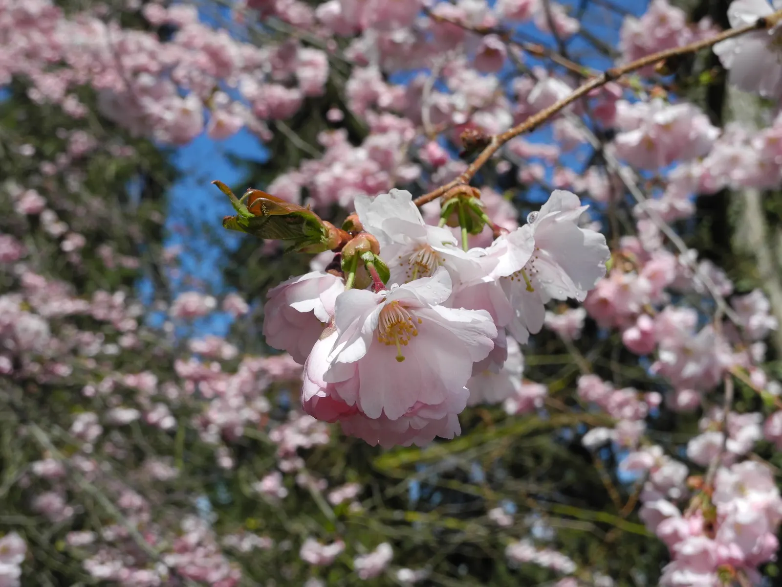 Amanogawa Japanese Flowering Cherry (Prunus Serrulata 'Amanogawa') — pink flowers in the garden; is a particularly striking deciduous tree well-suited for