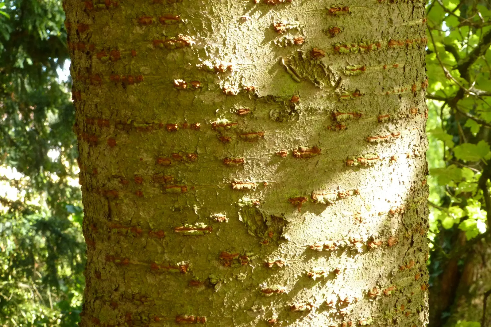 Amanogawa Japanese Flowering Cherry (Prunus Serrulata 'Amanogawa') — is a particularly striking deciduous tree well-suited for adding vertical accent to