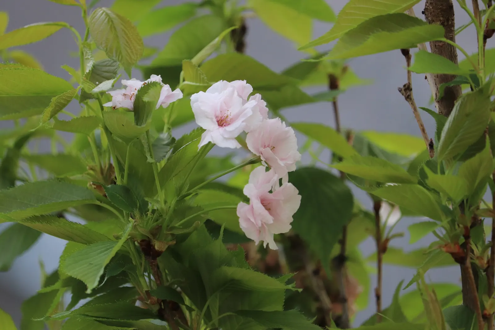 Amanogawa Japanese Flowering Cherry (Prunus Serrulata 'Amanogawa') — When integrating into a landscape design