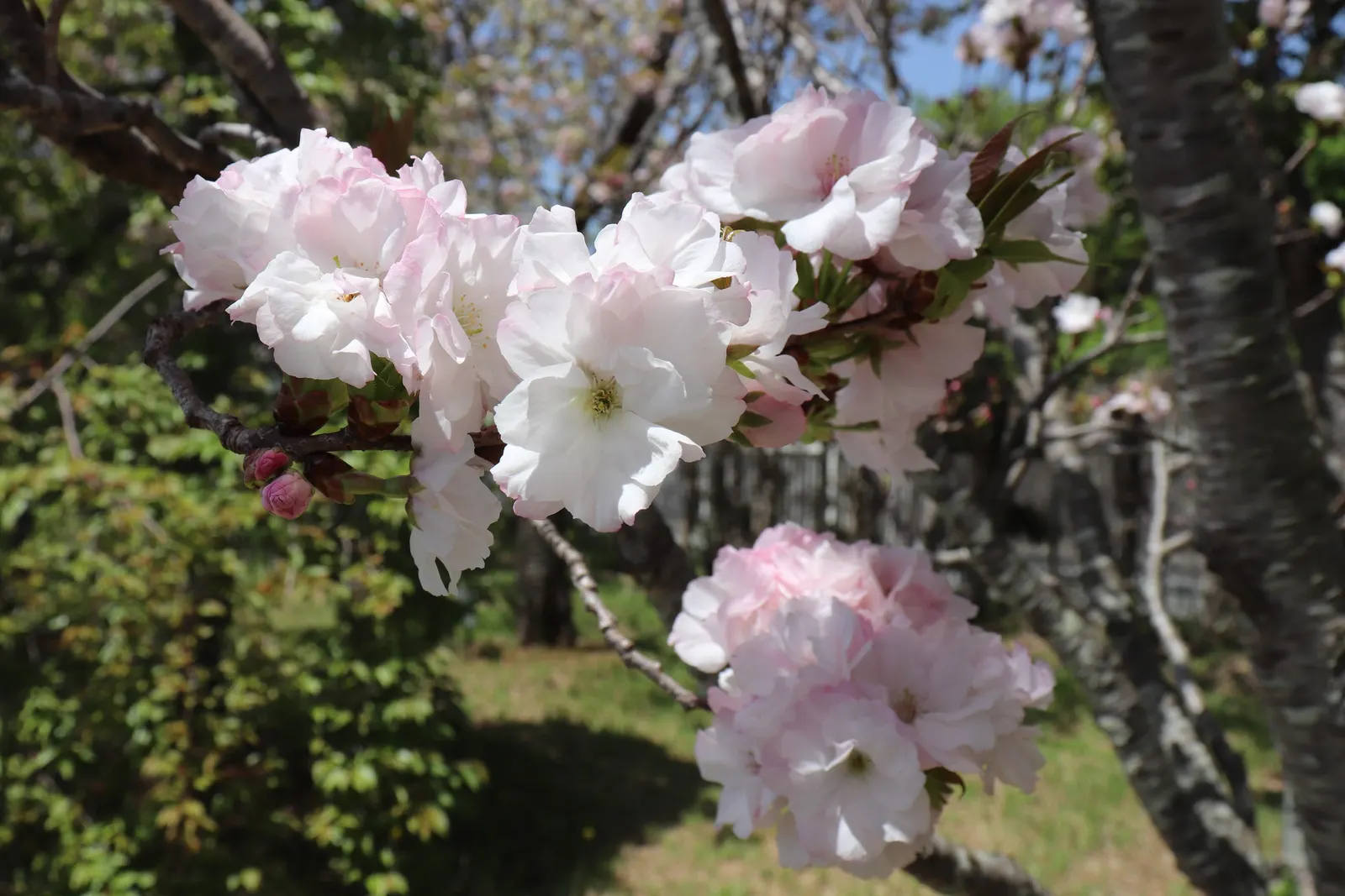 Amanogawa Japanese Flowering Cherry (Prunus Serrulata 'Amanogawa') — it may require occasional pruning to maintain its elegant shape and promote healthy