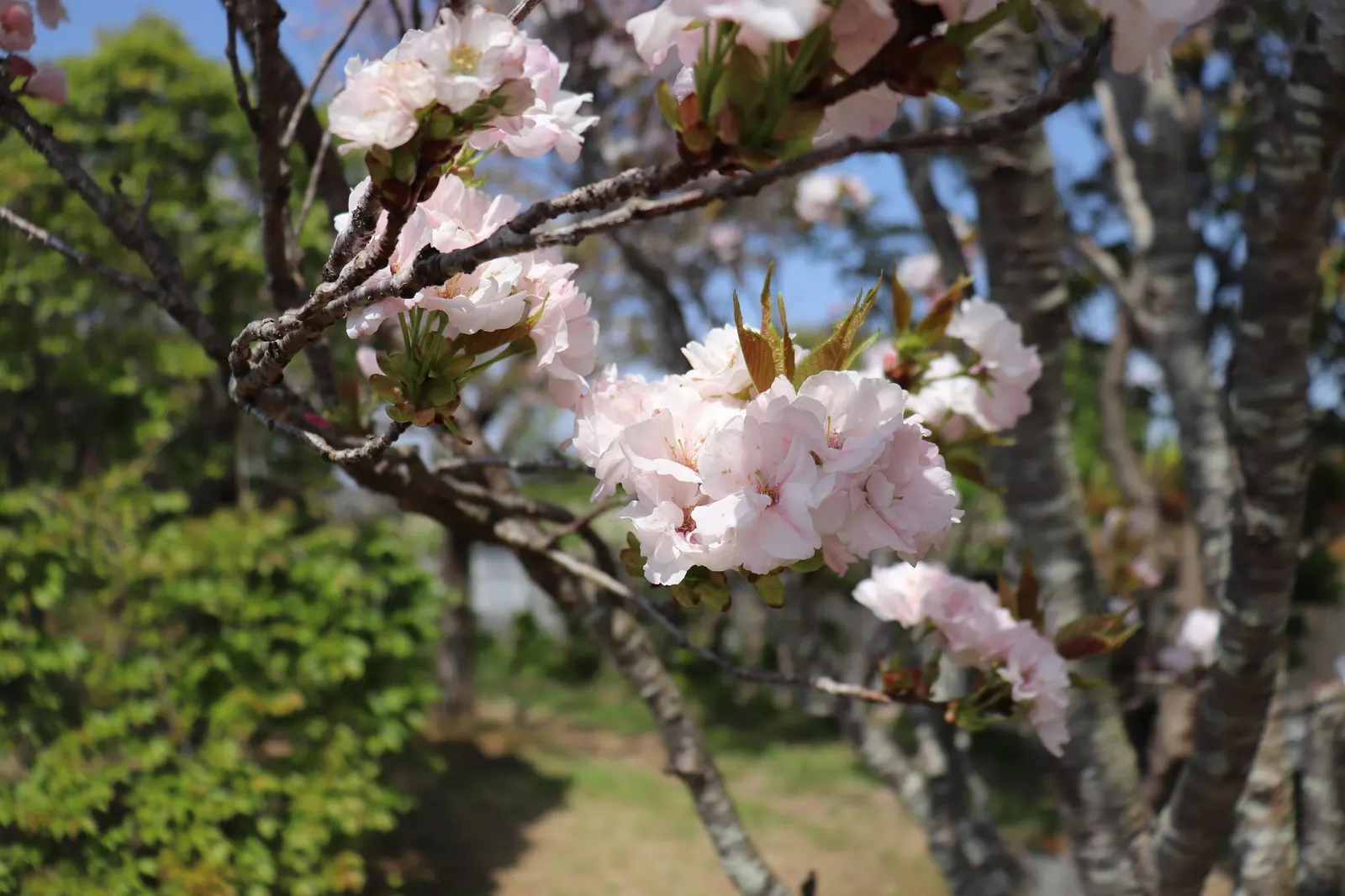 Amanogawa Japanese Flowering Cherry (Prunus Serrulata 'Amanogawa') — The Amanogawa Japanese Flowering Cherry (Prunus serrulata 'Amanogawa') is a columnar tree