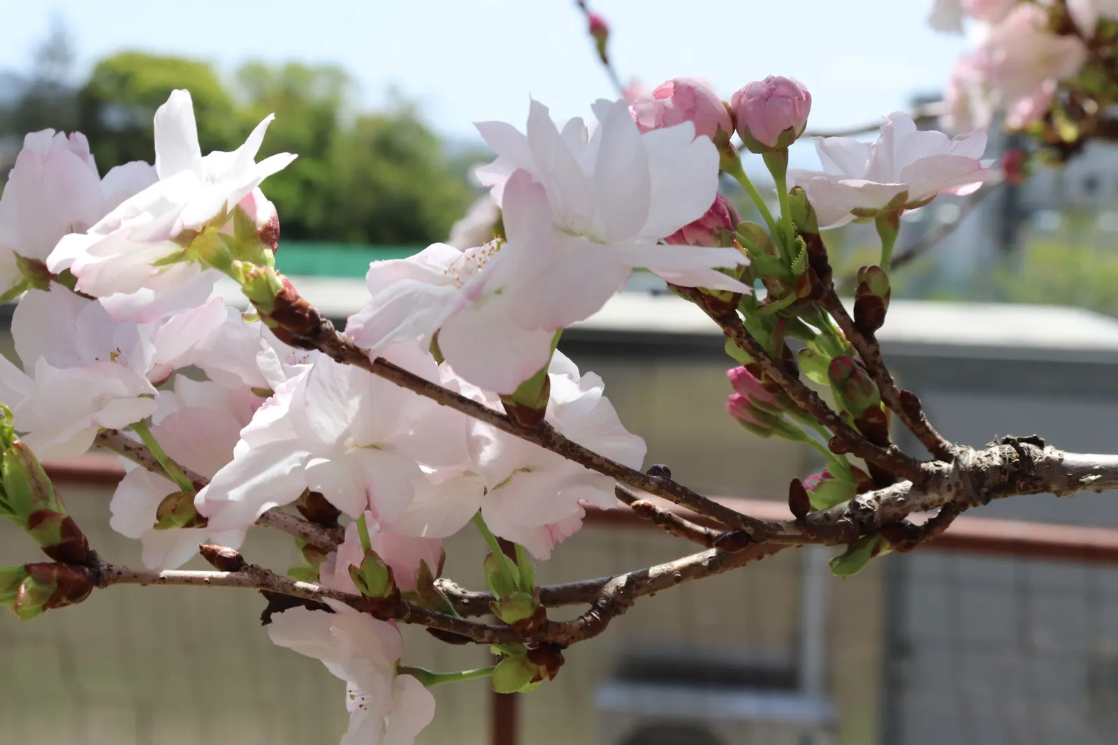 Amanogawa Japanese Flowering Cherry (Prunus Serrulata 'Amanogawa') — When integrating into a landscape design; courtyards or along driveways where its