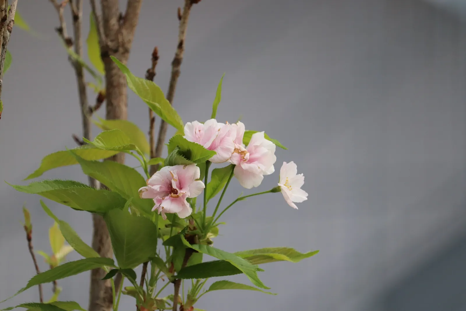 Amanogawa Japanese Flowering Cherry (Prunus Serrulata 'Amanogawa') — consider its magnificent spring bloom and vertical structure; it may require occasional