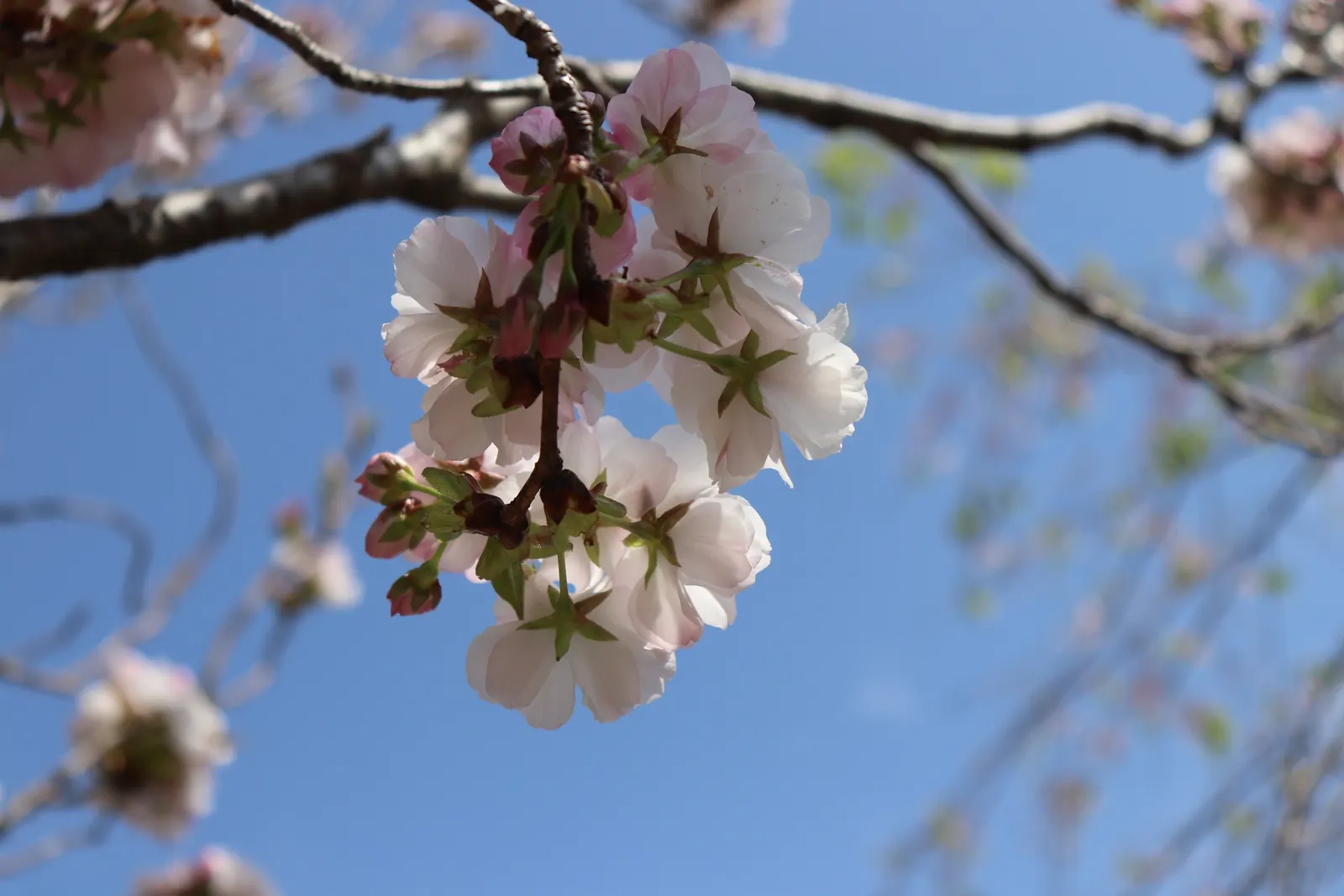 Amanogawa Japanese Flowering Cherry (Prunus Serrulata 'Amanogawa') — it may require occasional pruning to maintain its elegant shape and promote healthy growth