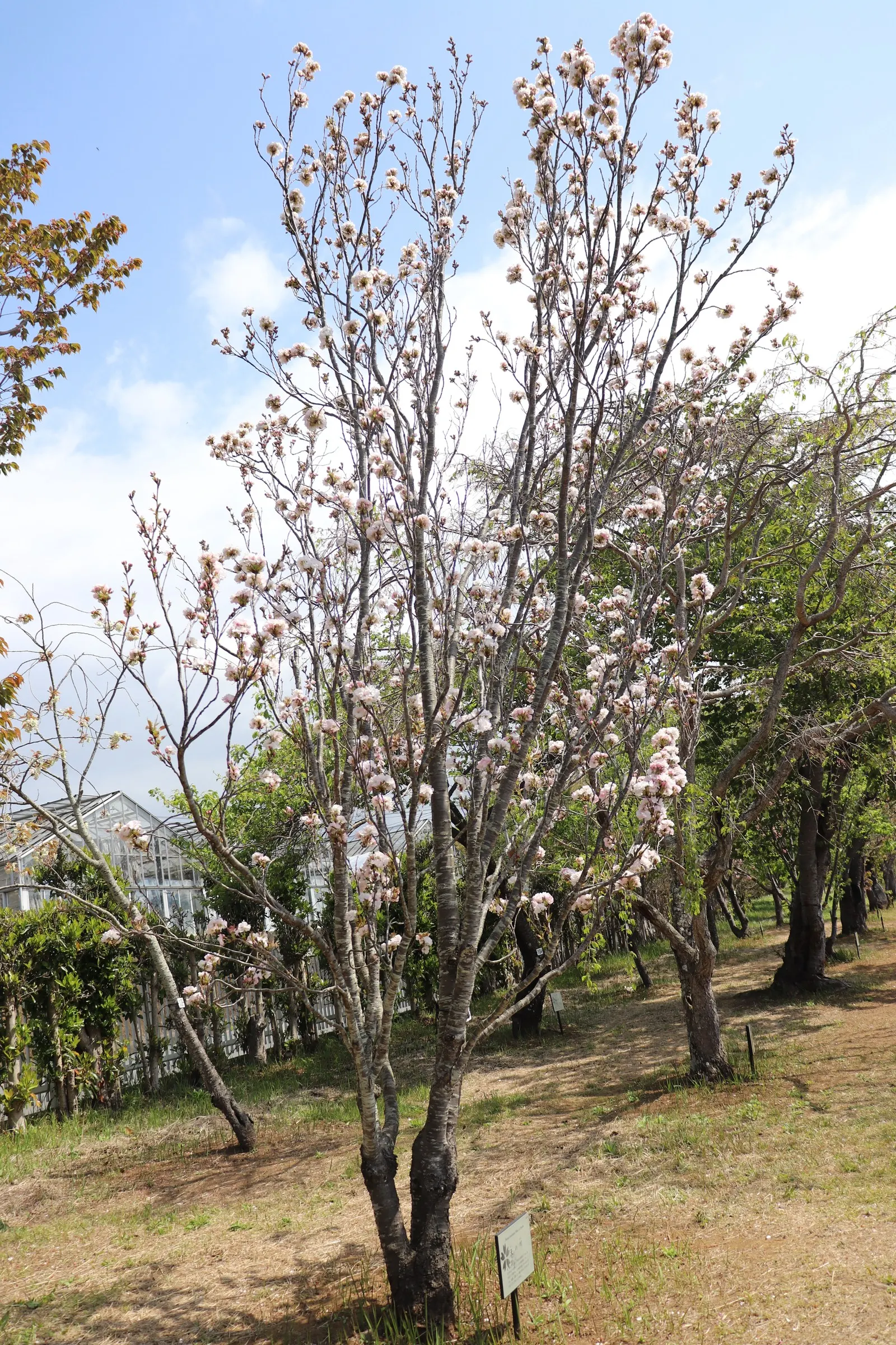 Amanogawa Japanese Flowering Cherry (Prunus Serrulata 'Amanogawa') — this tree provides a spectacular show; tree for full