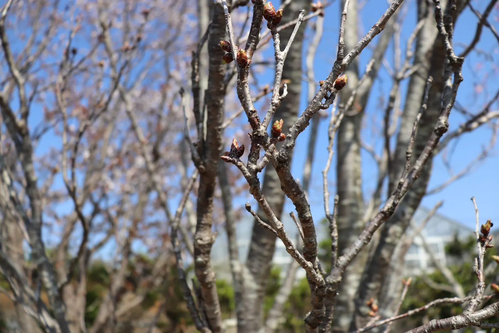 Amanogawa Japanese Flowering Cherry (Prunus Serrulata 'Amanogawa') — or Prunus serrulata \'Amanogawa\'