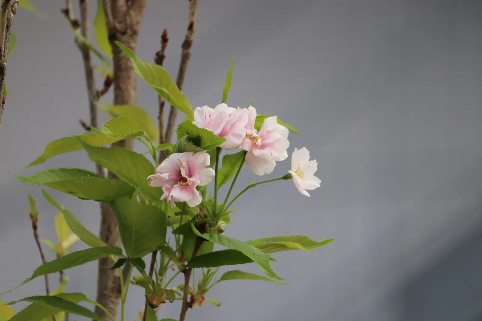 Amanogawa Japanese Flowering Cherry (Prunus Serrulata 'Amanogawa') — Renowned for its vertical growth and abundant spring bloom of fragrant; and, image 53