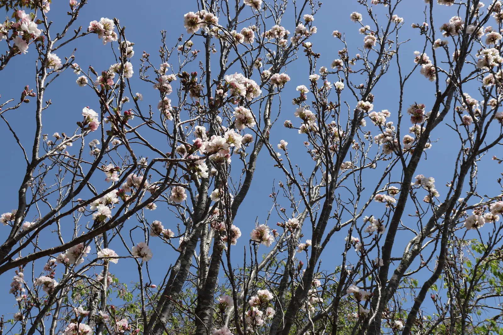 Amanogawa Japanese Flowering Cherry (Prunus Serrulata 'Amanogawa') — reaching up to 25 feet tall with a spread of just 5 feet; its tightly fastigiate branching
