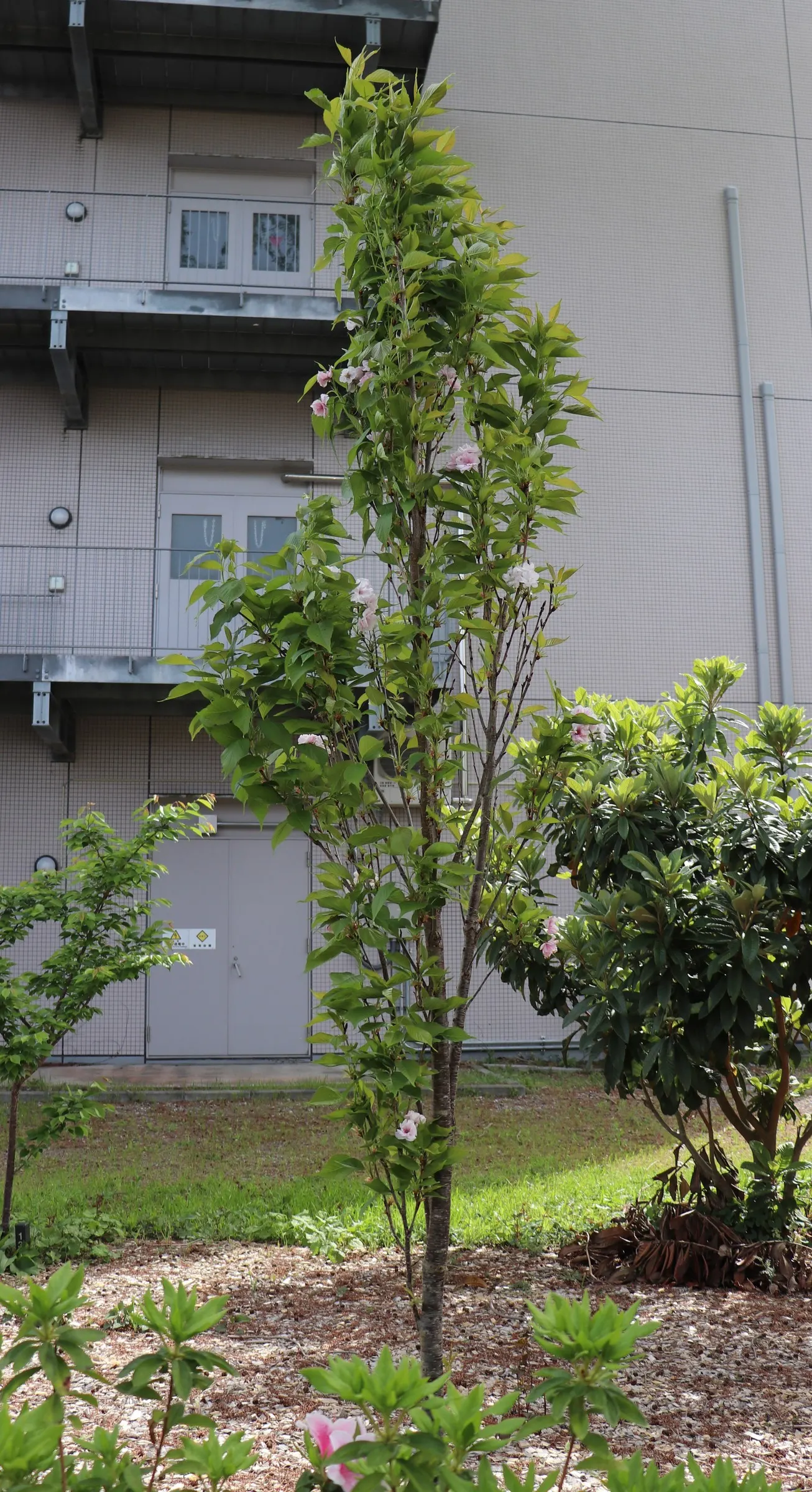 Amanogawa Japanese Flowering Cherry (Prunus Serrulata 'Amanogawa') — It is hardy in USDA zones 5 through 8 and has moderate drought tolerance once established