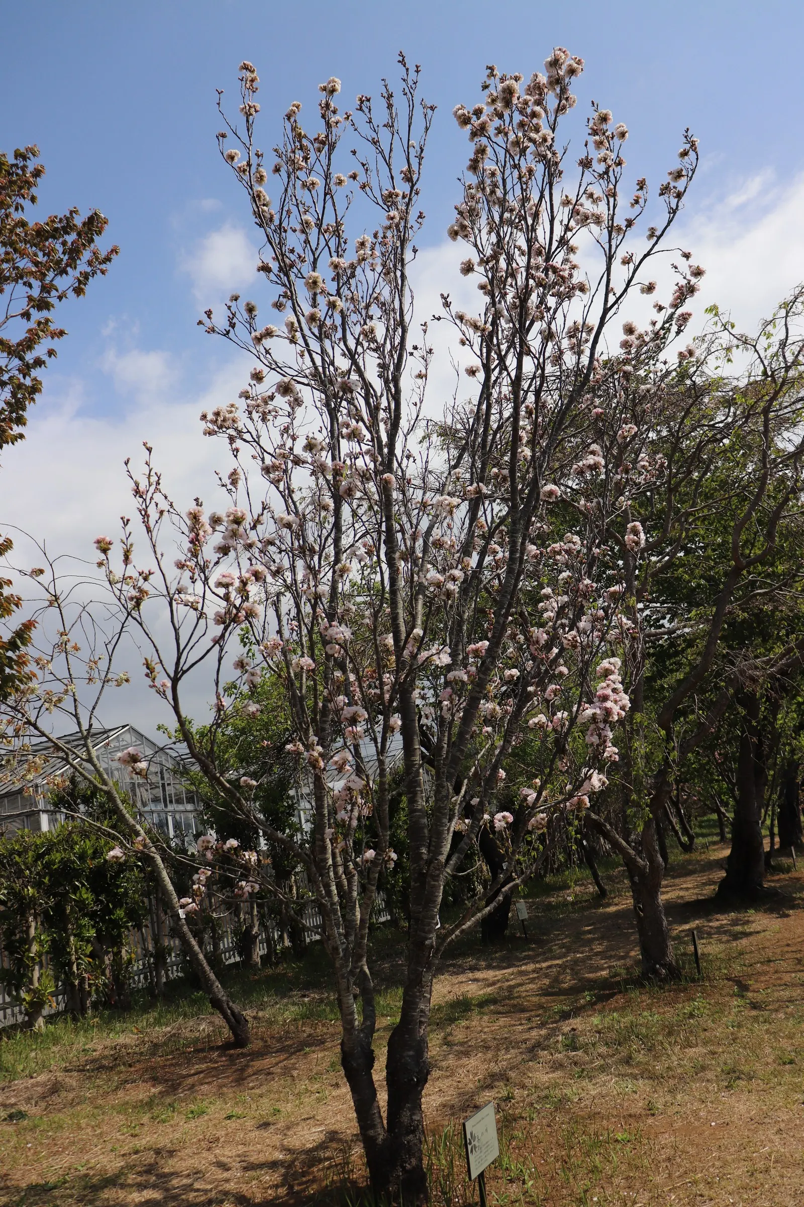 Amanogawa Japanese Flowering Cherry (Prunus Serrulata 'Amanogawa') — Renowned for its vertical growth and abundant spring bloom of fragrant