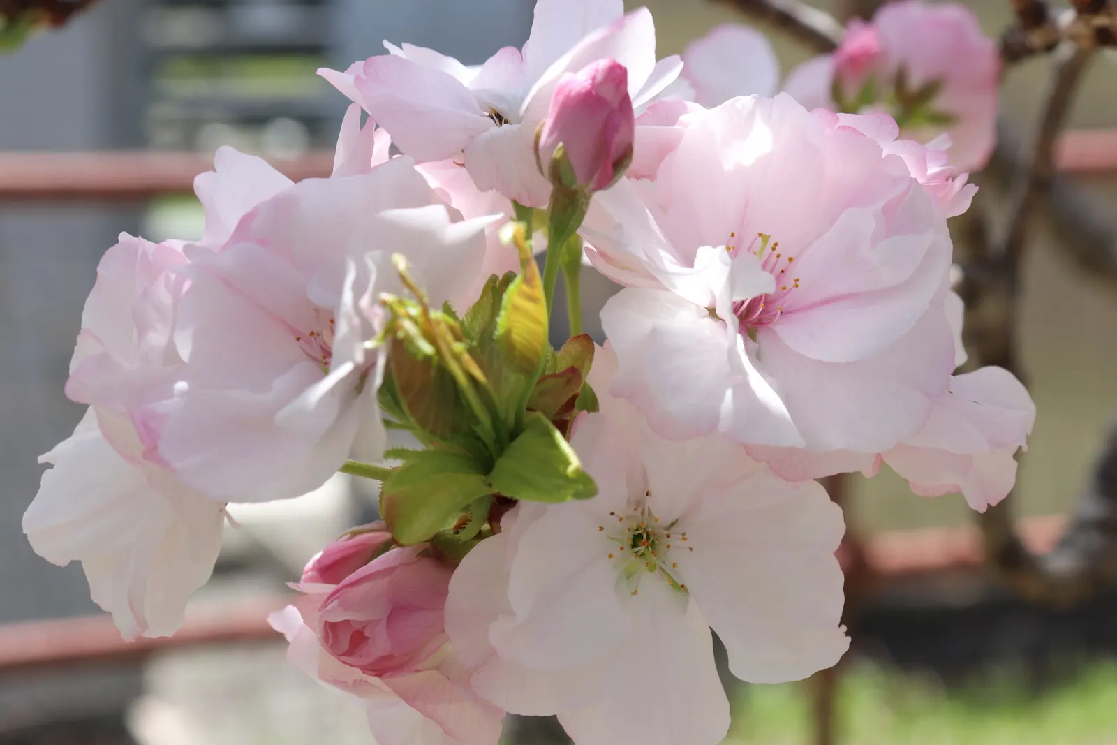 Amanogawa Japanese Flowering Cherry (Prunus Serrulata 'Amanogawa') — The flowers are tightly clustered along the branches; reaching up to 25 feet tall with a