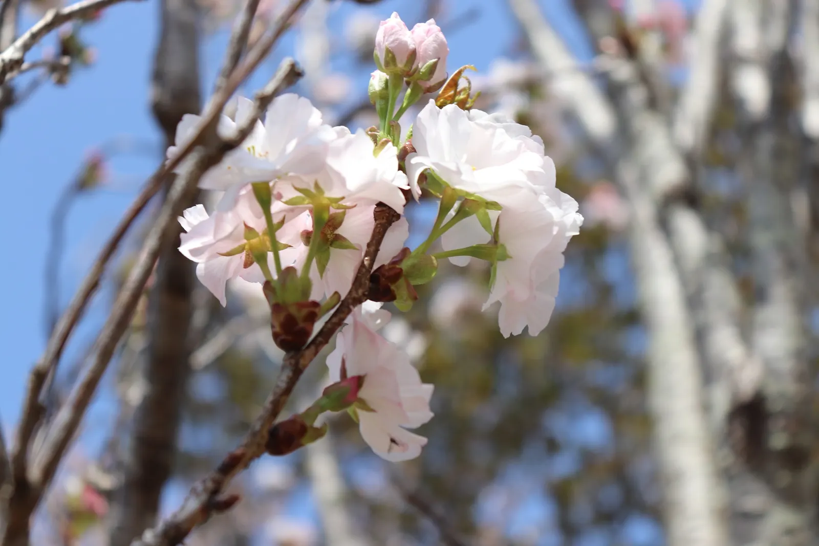 Amanogawa Japanese Flowering Cherry (Prunus Serrulata 'Amanogawa') — soft pink blossoms that exude a gentle almond fragrance; when integrating into a landscape