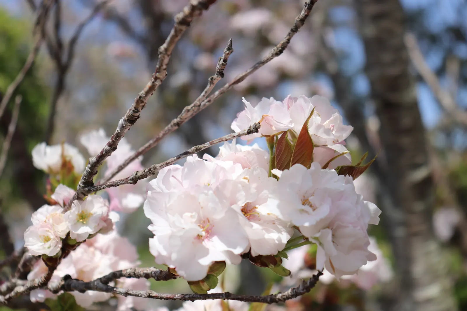 Amanogawa Japanese Flowering Cherry (Prunus Serrulata 'Amanogawa') — Its leaves transition from green to striking shades of orange and red in the, image 55