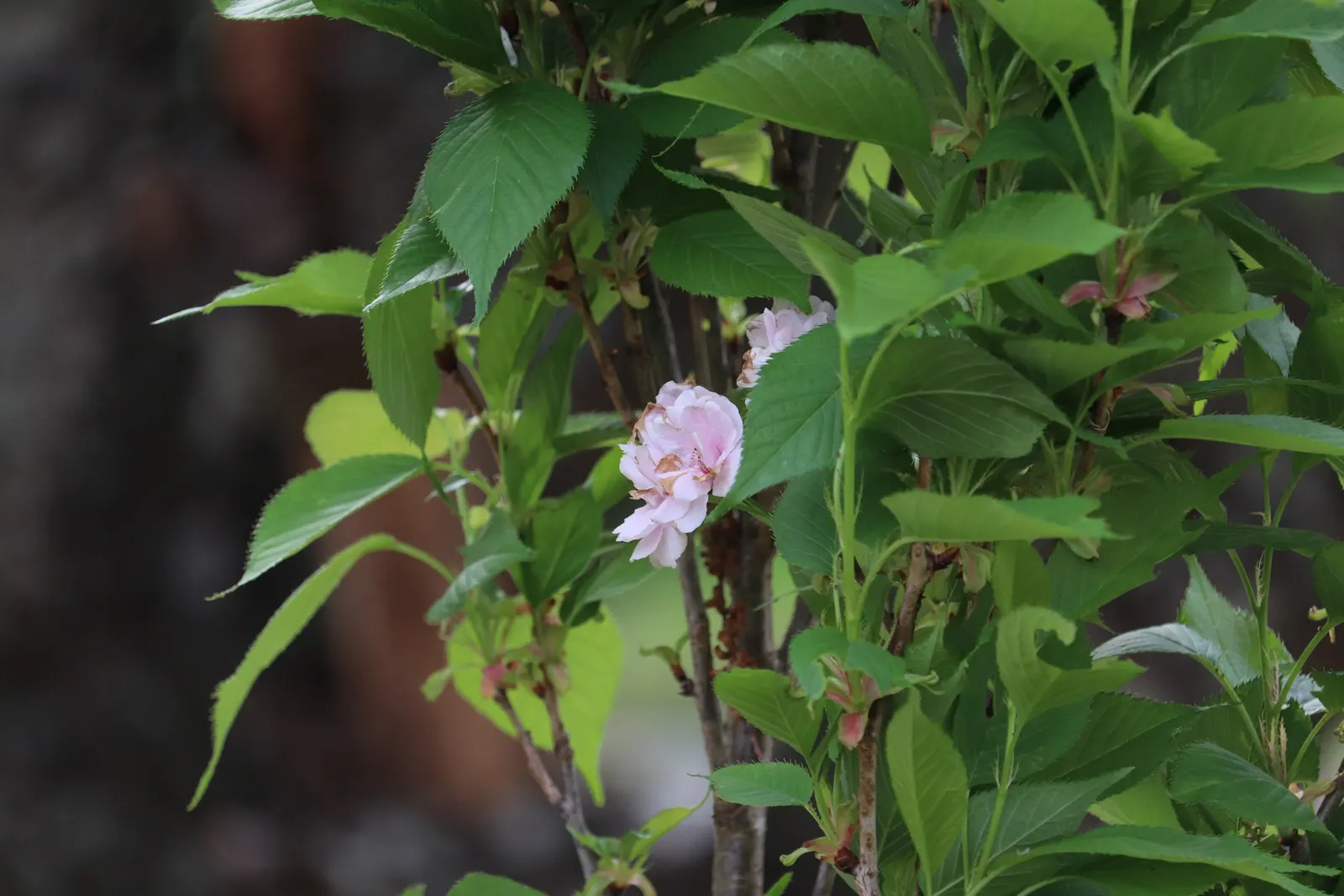 Amanogawa Japanese Flowering Cherry (Prunus Serrulata 'Amanogawa') — which provide a powerful visual impact; the Amanogawa Japanese Flowering Cherry (Prunus