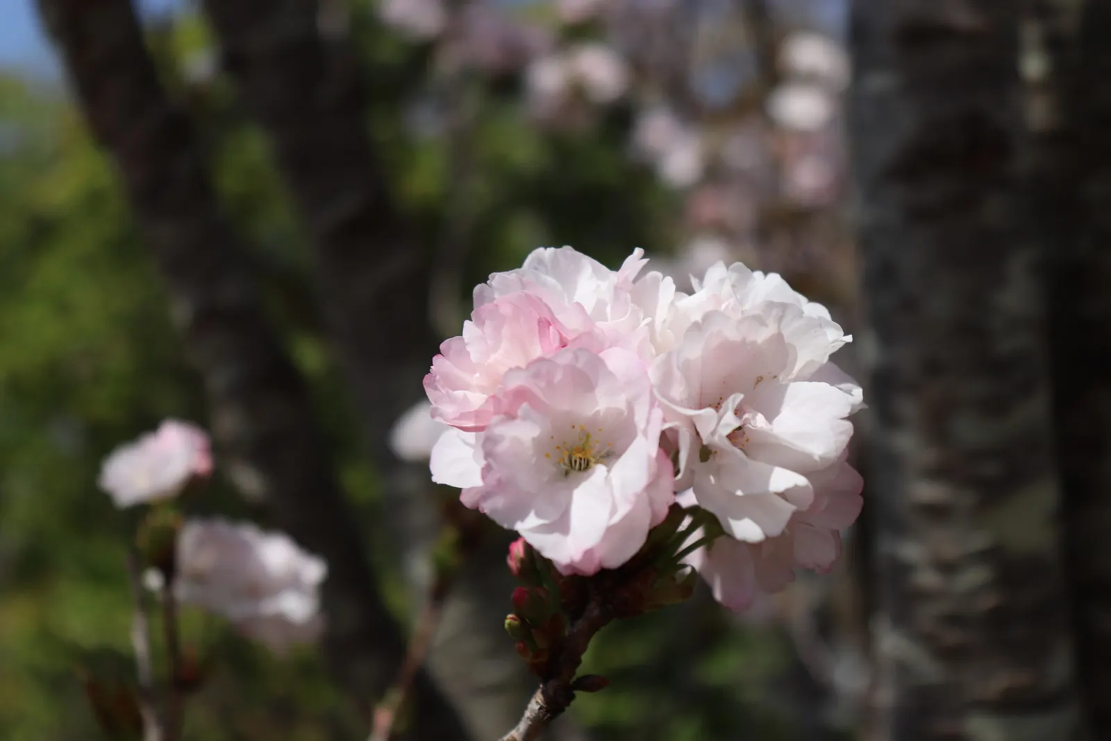 Amanogawa Japanese Flowering Cherry (Prunus Serrulata 'Amanogawa') — or Prunus serrulata \'Amanogawa\'; consider its magnificent spring bloom and vertical