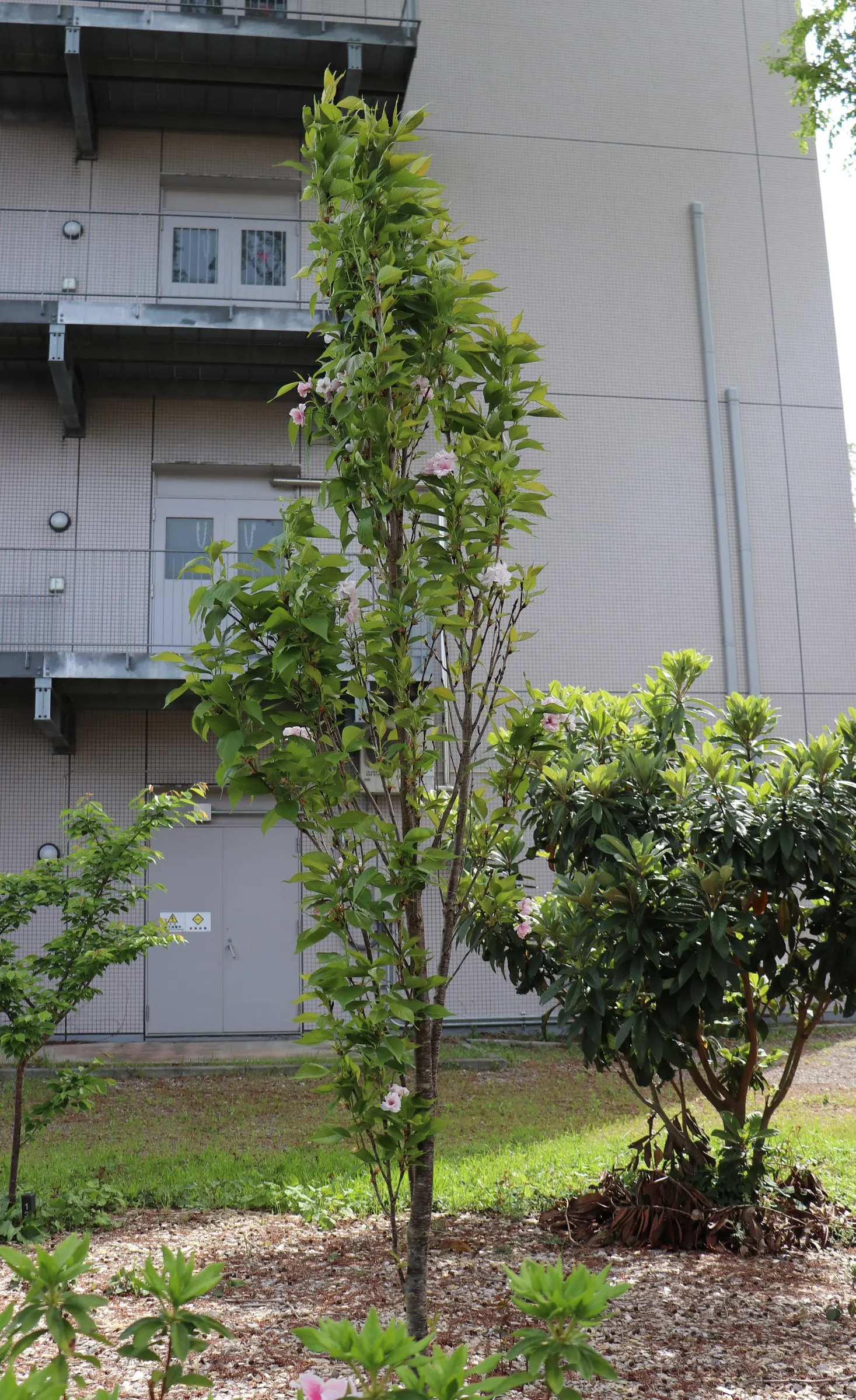 Amanogawa Japanese Flowering Cherry (Prunus Serrulata 'Amanogawa') — Its leaves transition from green to striking shades of orange and red in the fall; or