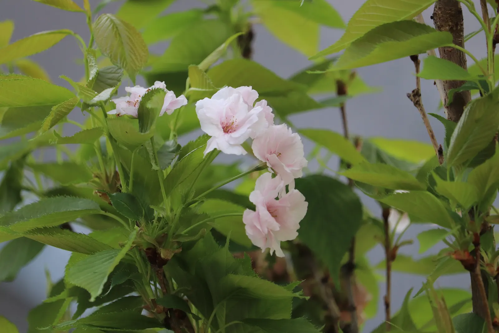Amanogawa Japanese Flowering Cherry (Prunus Serrulata 'Amanogawa') — Its tightly fastigiate branching makes it an ideal choice for limited spaces