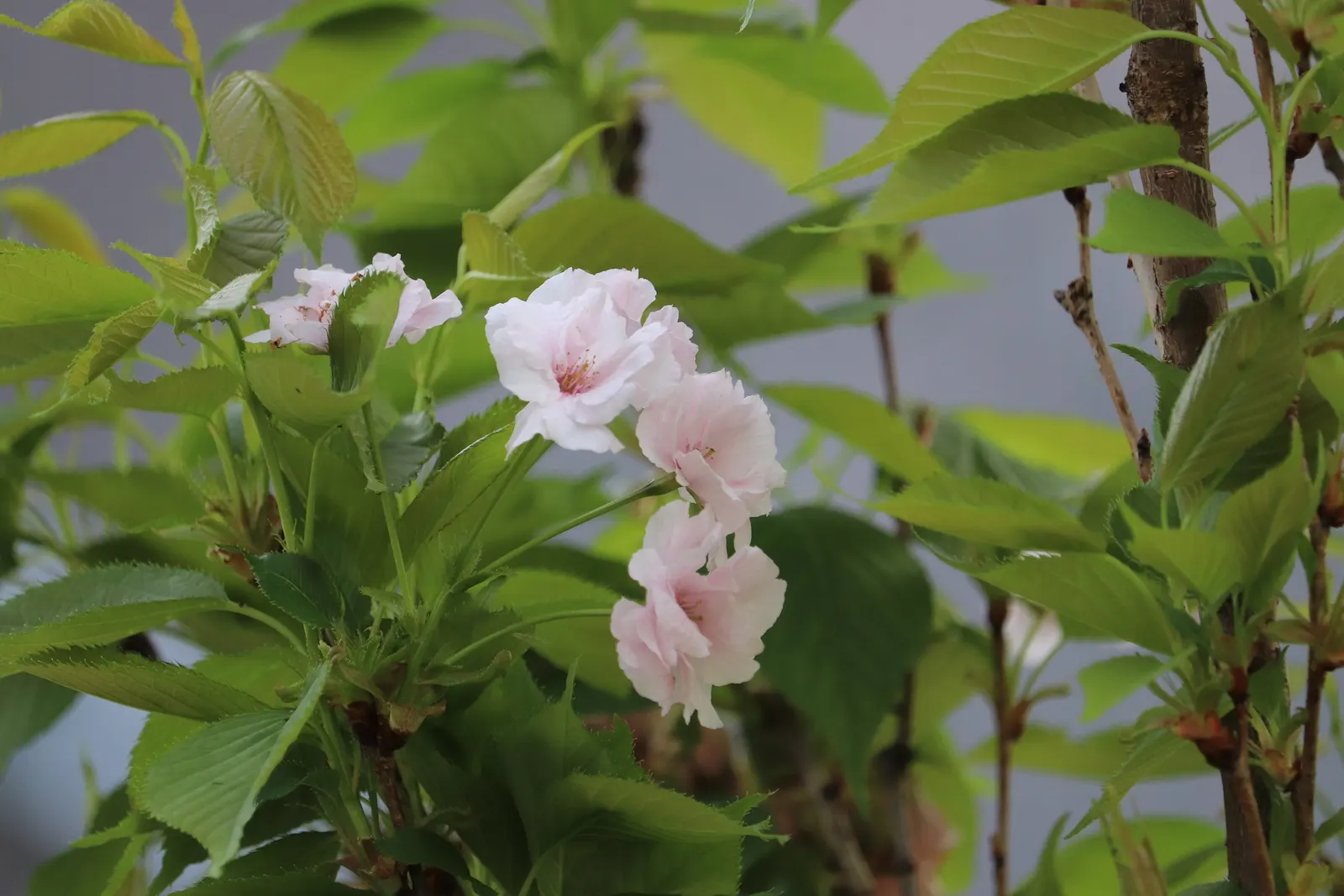Amanogawa Japanese Flowering Cherry (Prunus Serrulata 'Amanogawa') — Prunus serrulata \'Amanogawa\' has an average growth rate; it is hardy in USDA zones 5