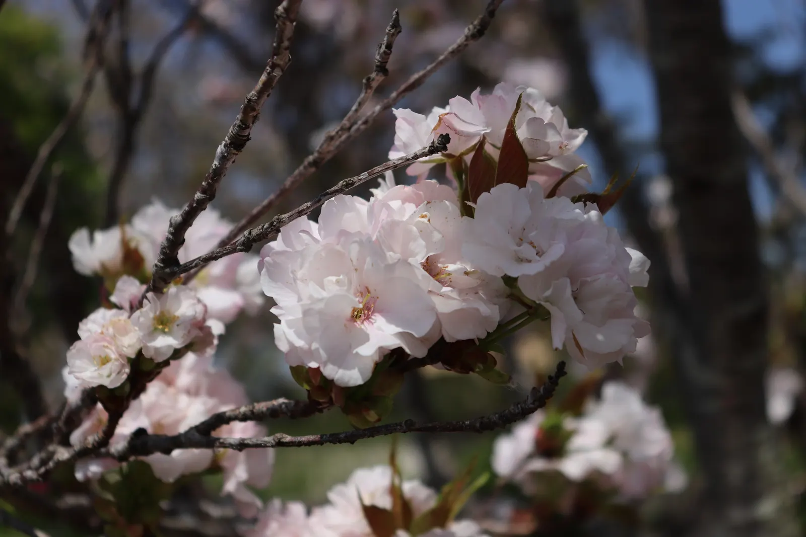 Amanogawa Japanese Flowering Cherry (Prunus Serrulata 'Amanogawa') — tree for full; which provide a powerful visual impact