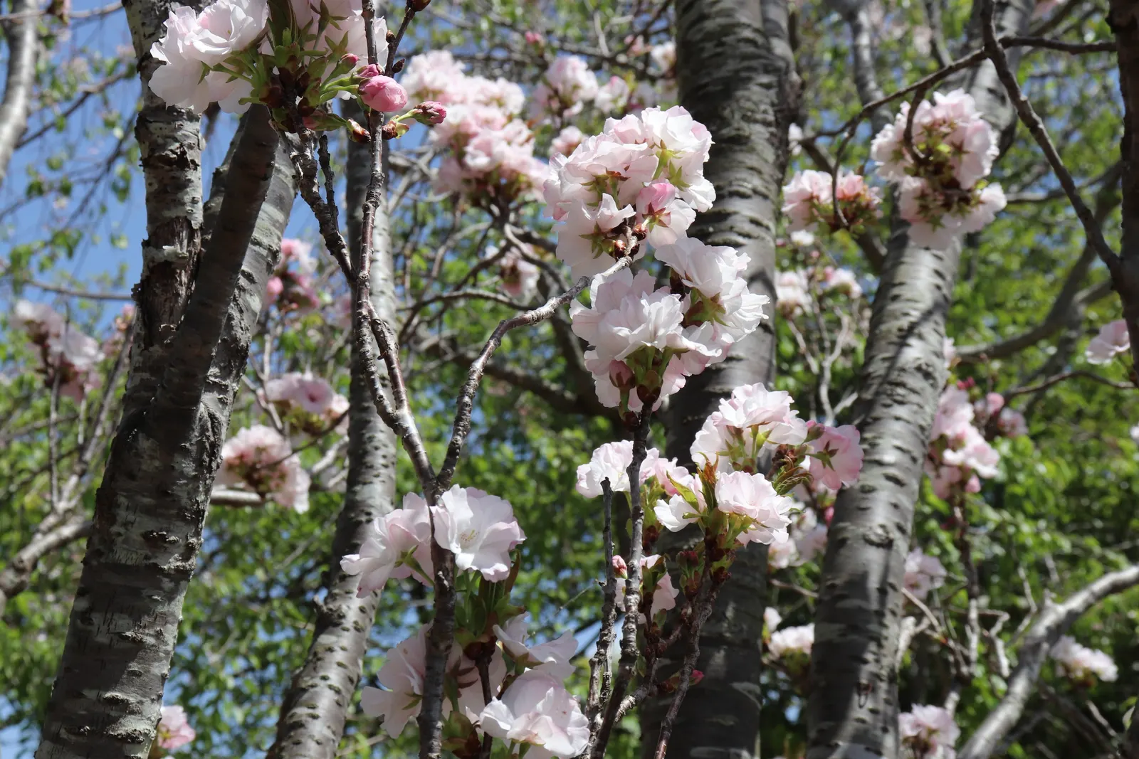 Amanogawa Japanese Flowering Cherry (Prunus Serrulata 'Amanogawa') — The Amanogawa Japanese Flowering Cherry (Prunus serrulata 'Amanogawa') is a, image 26