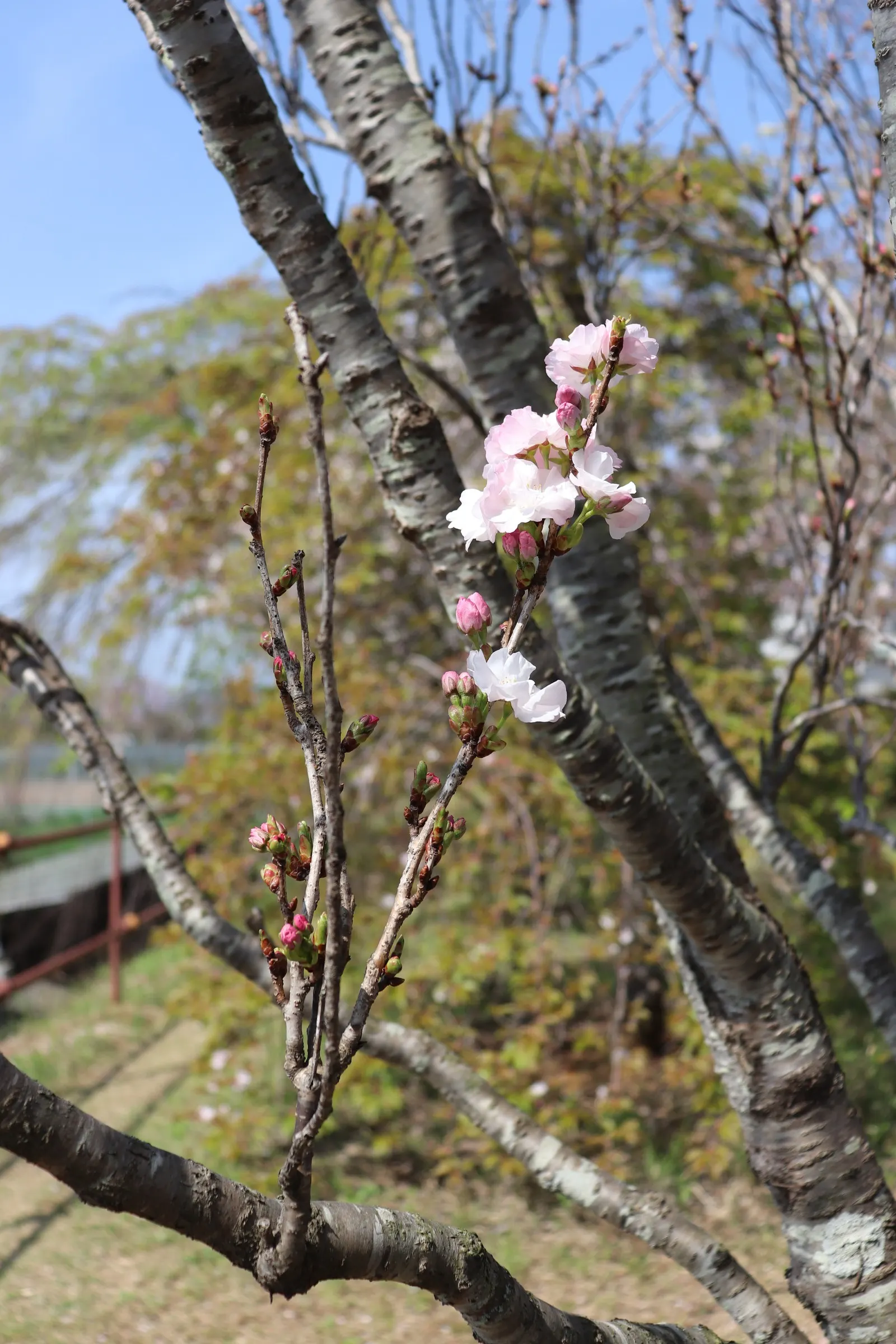 Amanogawa Japanese Flowering Cherry (Prunus Serrulata 'Amanogawa') — tree with pink blooms