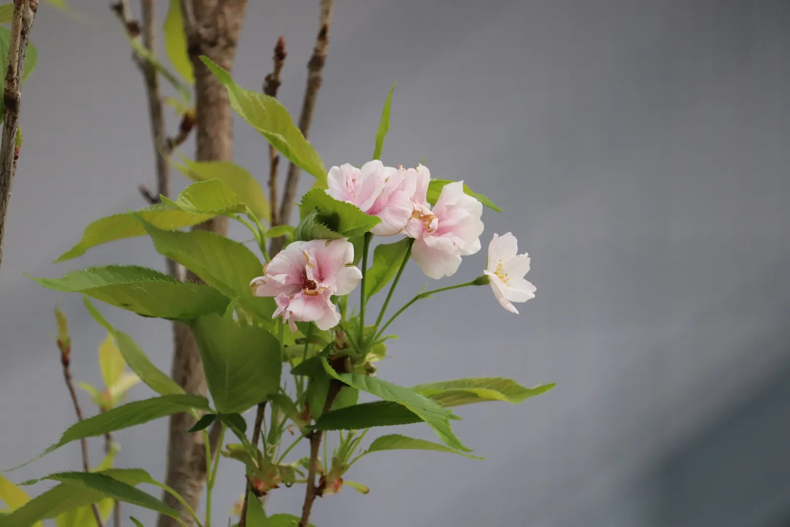 Amanogawa Japanese Flowering Cherry (Prunus Serrulata 'Amanogawa') — is a particularly striking deciduous tree well-suited for adding vertical, image 33