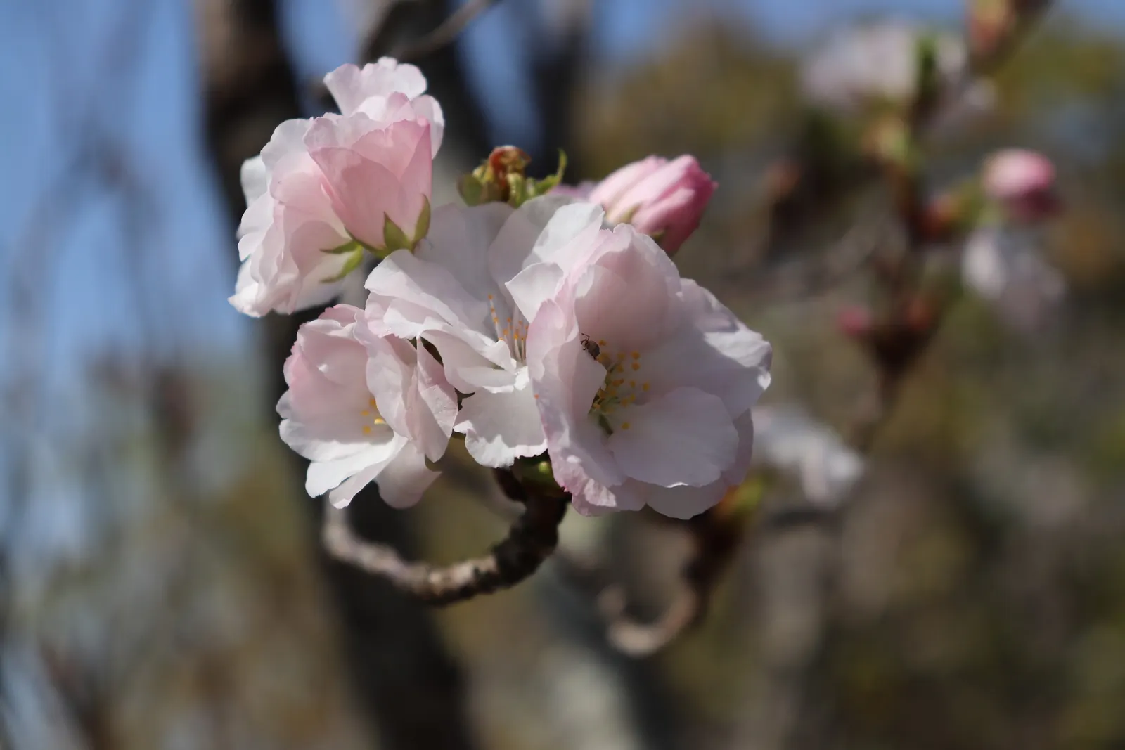 Amanogawa Japanese Flowering Cherry (Prunus Serrulata 'Amanogawa') — soft pink blossoms that exude a gentle almond fragrance