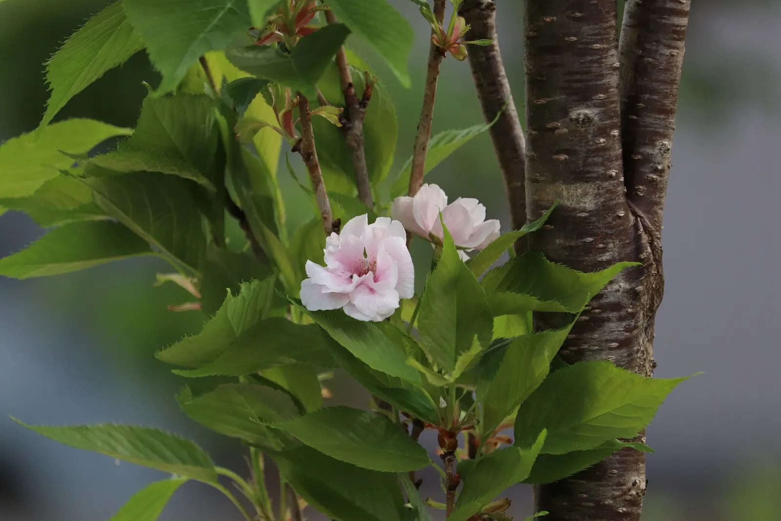 Amanogawa Japanese Flowering Cherry (Prunus Serrulata 'Amanogawa') — consider its magnificent spring bloom and vertical structure