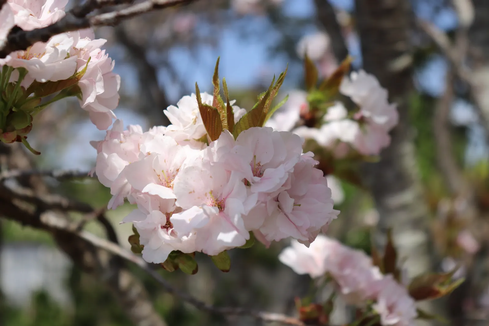 Amanogawa Japanese Flowering Cherry (Prunus Serrulata 'Amanogawa') — and while it is relatively low-maintenance; pink flowers in the garden