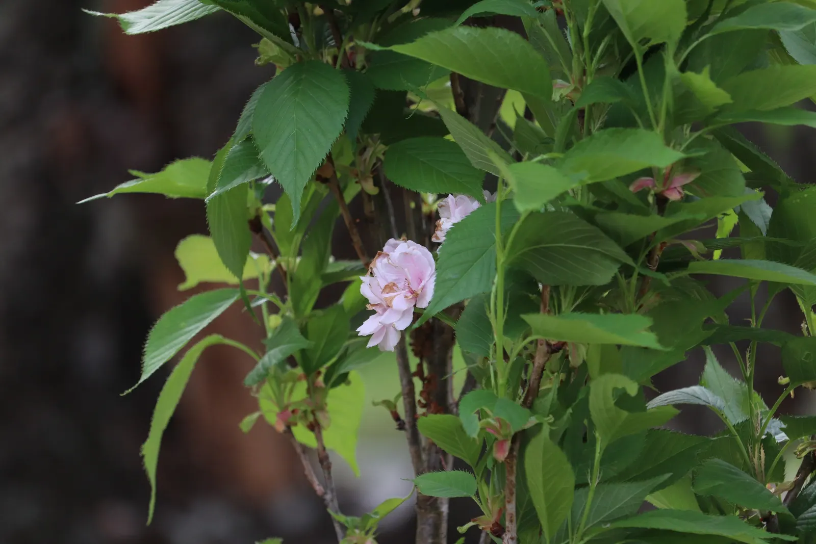 Amanogawa Japanese Flowering Cherry (Prunus Serrulata 'Amanogawa') — Its tightly fastigiate branching makes it an ideal choice for limited spaces; tree with
