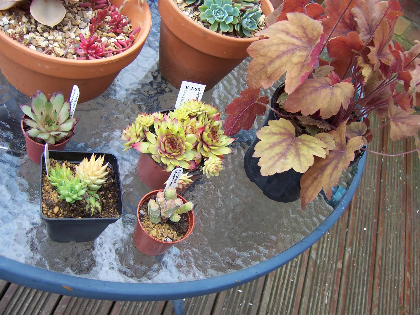 Hybrid Coral Bells (Heuchera Hybrids) — The Hybrid Coral Bells (Heuchera hybrids) are prized for their stunning
